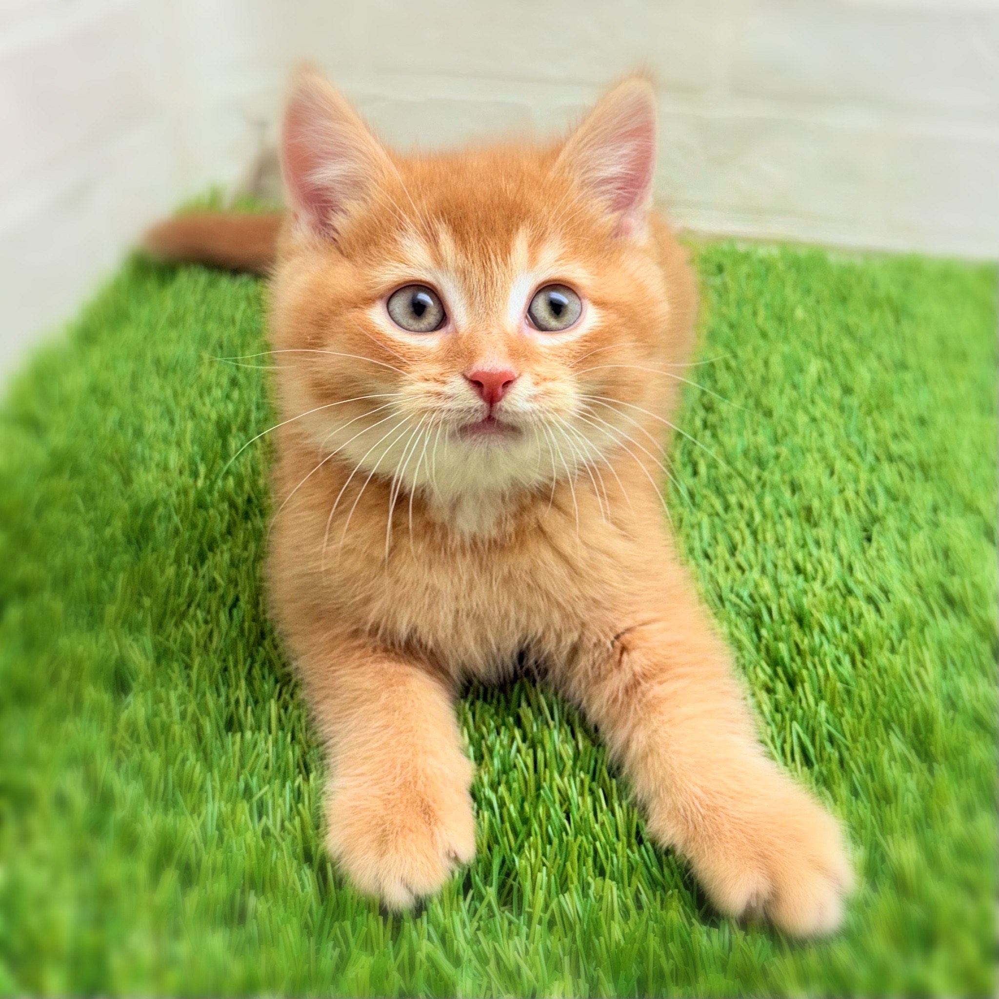 愛知県のスコティッシュフォールド (ワンニャンハウス日進香久山店/2025年9月14日生まれ/男の子/レッドタビー)の子猫の1枚目の画像