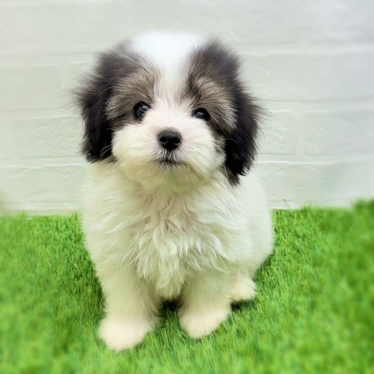 愛知県のハーフ犬・ミックス犬 (ワンニャンハウス日進香久山店/2025年8月10日生まれ/男の子/ブラックホワイト)の子犬の1枚目の画像