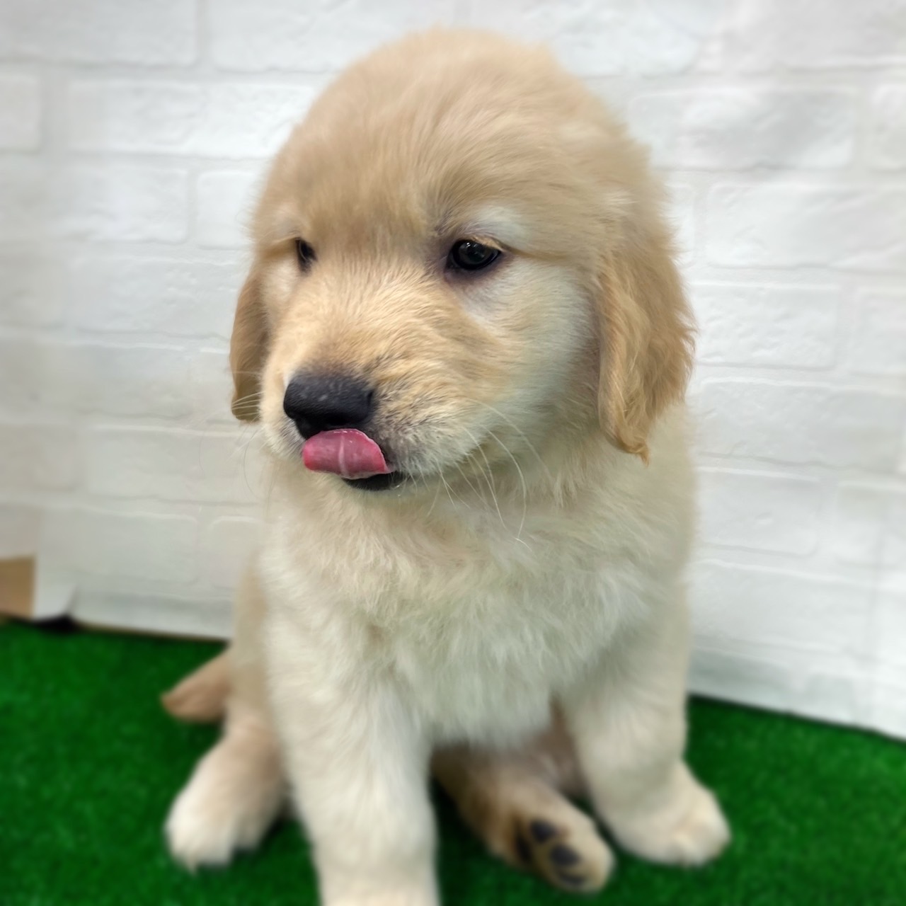 愛知県のゴールデンレトリバー (ワンニャンハウス日進香久山店/2026年2月22日生まれ/女の子/ゴールデン)の子犬の2枚目の画像