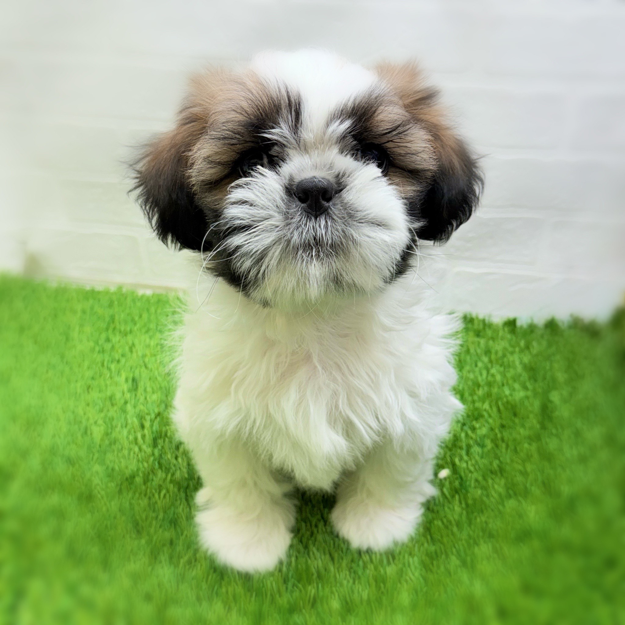 愛知県のシーズー (ワンニャンハウス日進香久山店/2025年10月22日生まれ/男の子/ホワイトゴールド)の子犬の1枚目の画像