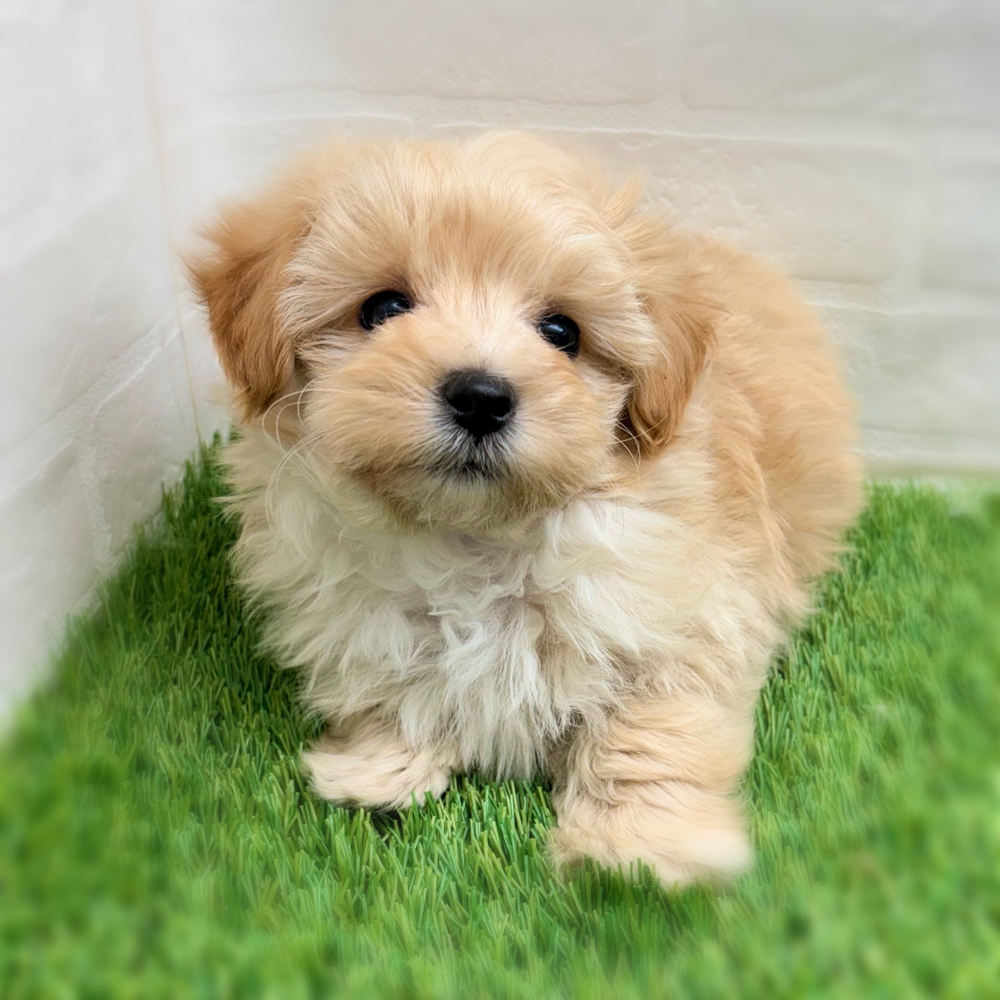 愛知県のマルプー(マルチーズ×プードル) (ワンニャンハウス日進香久山店/2025年12月1日生まれ/男の子/クリーム)の子犬の1枚目の画像