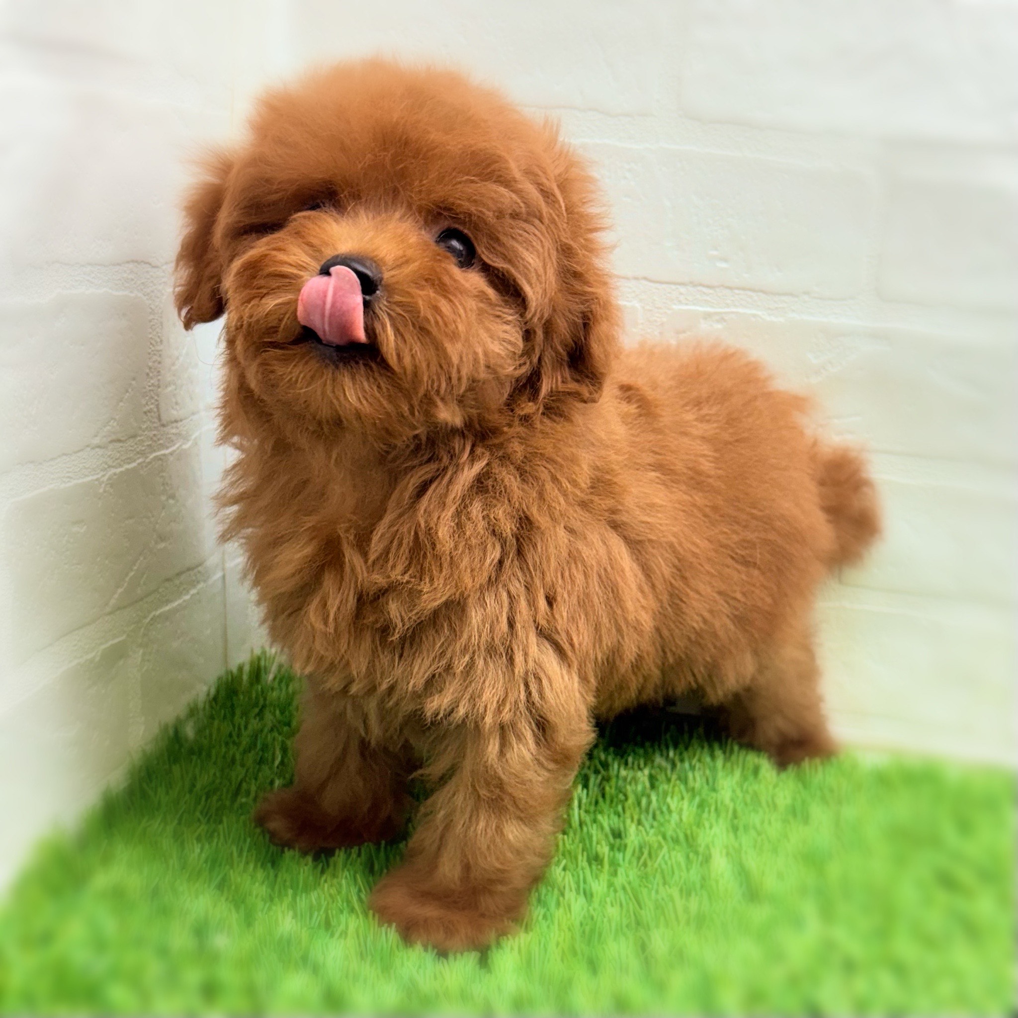 愛知県のトイプードル(トイ) (ワンニャンハウス日進香久山店/2025年9月12日生まれ/男の子/レッド)の子犬の3枚目の画像