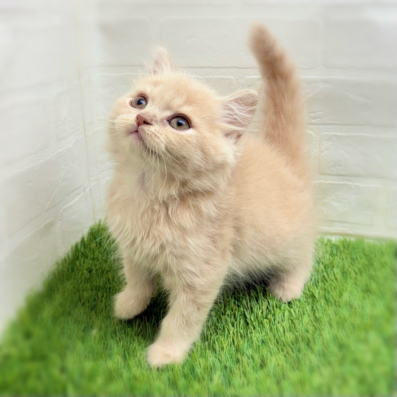 愛知県のスコティッシュフォールド (ワンニャンハウス日進香久山店/2025年9月17日生まれ/男の子/クリームタビー)の子猫の2枚目の画像