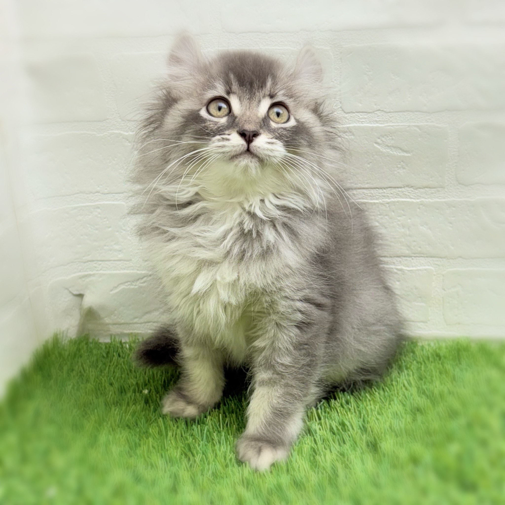 愛知県のアメリカンカール (ワンニャンハウス日進香久山店/2025年9月19日生まれ/女の子/ブルーパッチ)の子猫の2枚目の画像