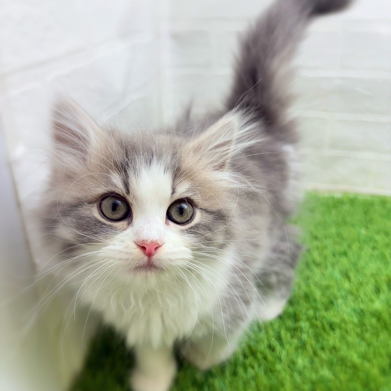 愛知県のサイベリアン (ワンニャンハウス日進香久山店/2025年11月7日生まれ/女の子/ブルーパッチドタビーホワイト)の子猫の3枚目の画像