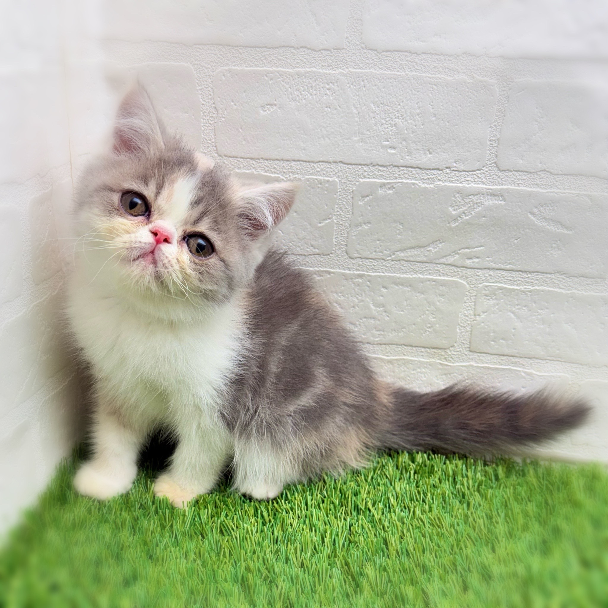 2026年1月28日生まれのエキゾチック