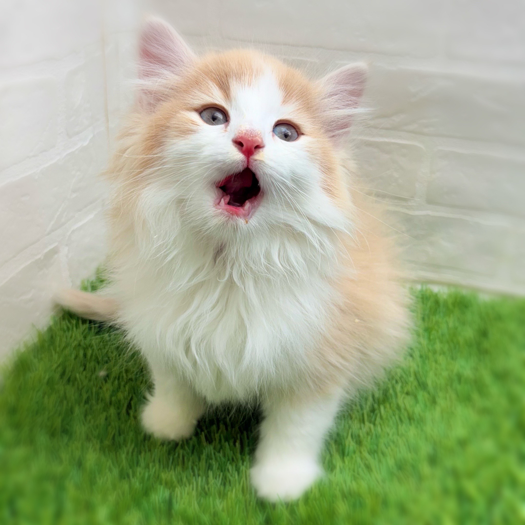 愛知県のノルウェージャンフォレストキャット (ワンニャンハウス日進香久山店/2025年11月13日生まれ/男の子/クリームタビーホワイト)の子猫の3枚目の画像