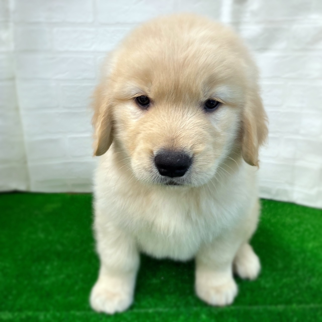 愛知県のゴールデンレトリバー (ワンニャンハウス日進香久山店/2026年2月22日生まれ/女の子/ゴールデン)の子犬の3枚目の画像