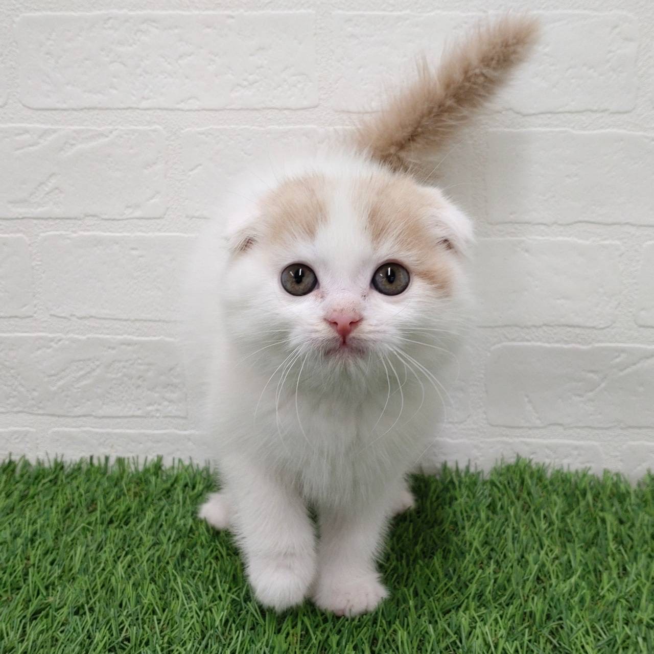 愛知県のスコティッシュフォールド (ワンニャンハウス津島店/2025年9月16日生まれ/男の子/クリームタビーホワイト)の子猫の2枚目の画像