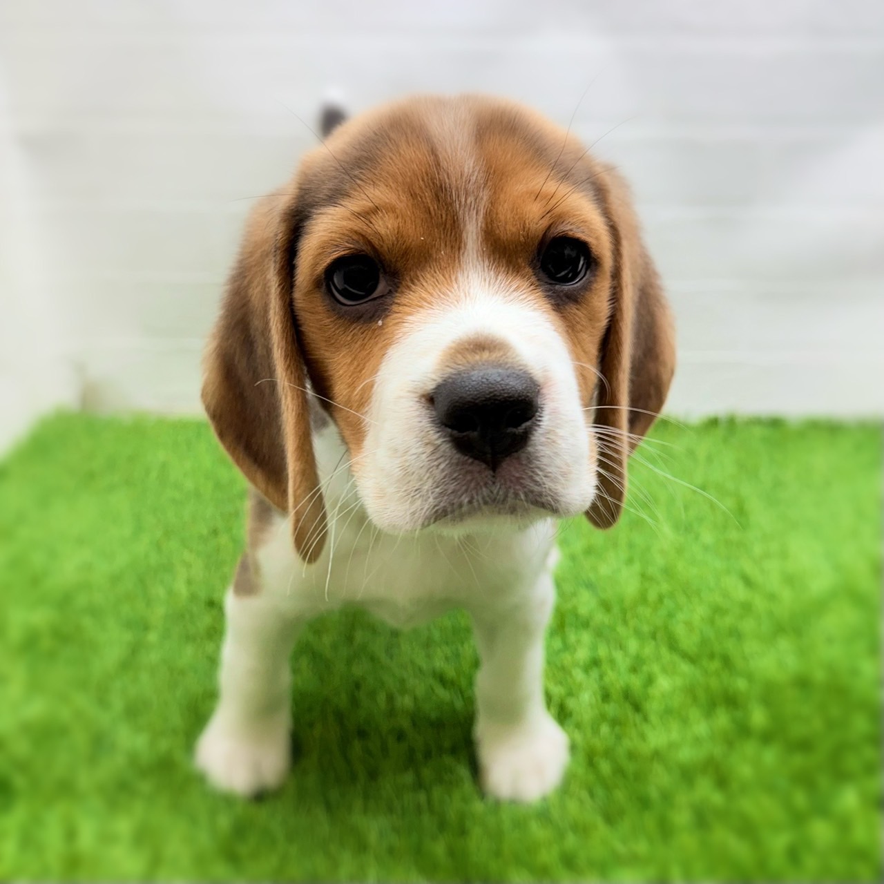 愛知県のビーグル (ワンニャンハウス日進香久山店/2025年11月24日生まれ/男の子/ブラックホワイトタン)の子犬の2枚目の画像