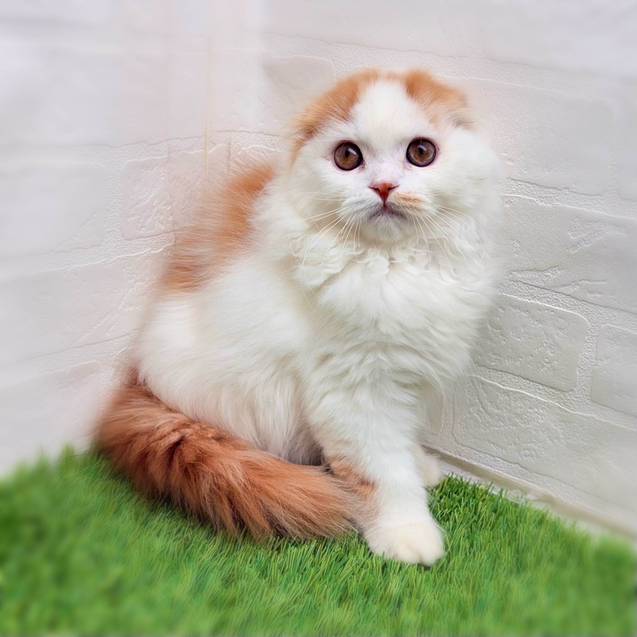 愛知県のスコティッシュフォールド (ワンニャンハウス日進香久山店/2026年1月18日生まれ/男の子/レッドタビーホワイト)の子猫の3枚目の画像