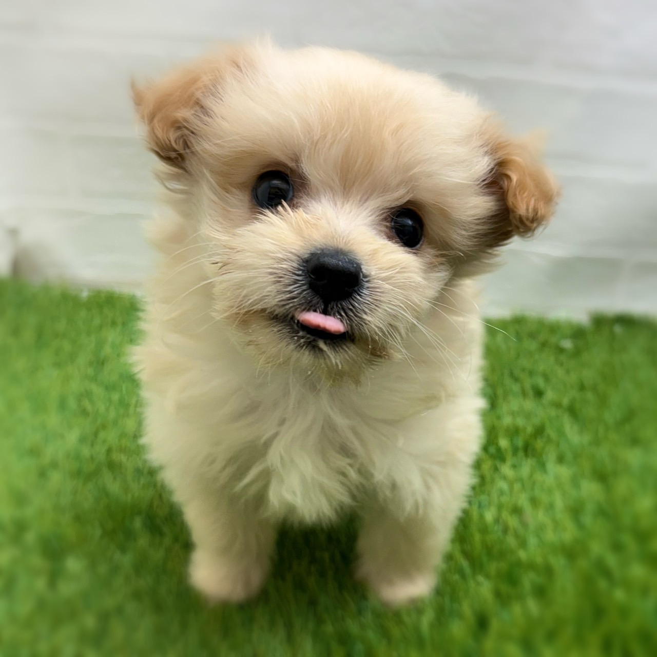 愛知県のポメプー(ポメラニアン×プードル) (ワンニャンハウス日進香久山店/2025年12月26日生まれ/女の子/クリーム)の子犬の4枚目の画像