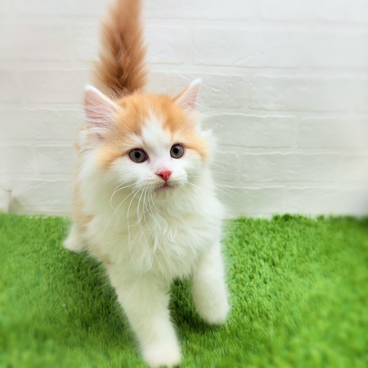 愛知県のミヌエット (ワンニャンハウス日進香久山店/2025年11月4日生まれ/男の子/レッドタビーホワイト)の子猫の3枚目の画像