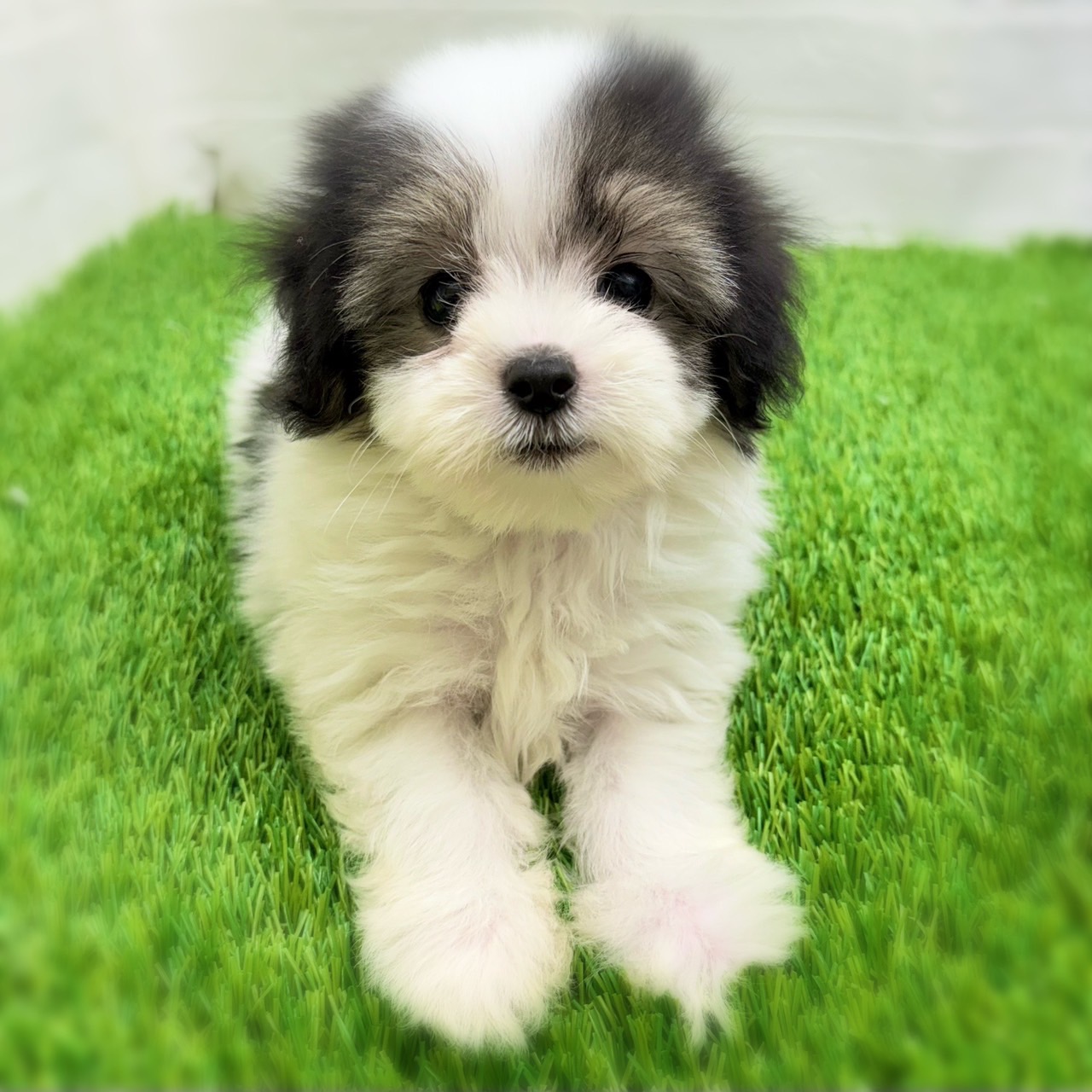 愛知県のハーフ犬・ミックス犬 (ワンニャンハウス日進香久山店/2025年8月10日生まれ/男の子/ブラックホワイト)の子犬の3枚目の画像