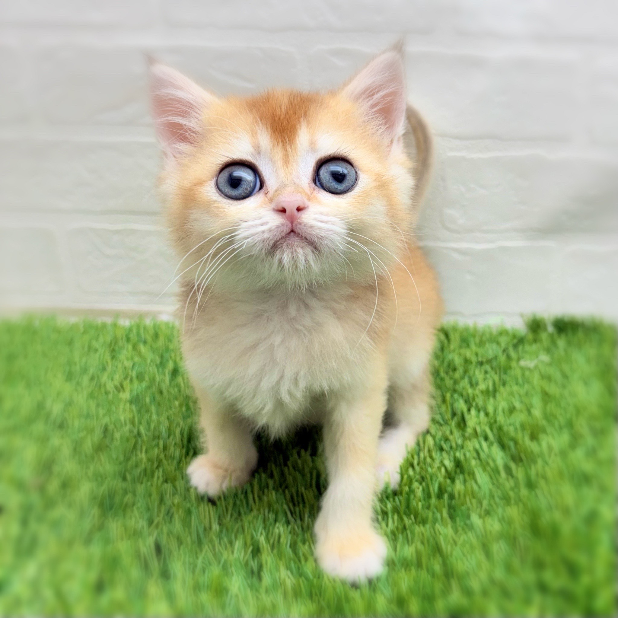 愛知県のブリティッシュショートヘアー (ワンニャンハウス日進香久山店/2025年11月27日生まれ/男の子/シェーデットゴールデン)の子猫の2枚目の画像