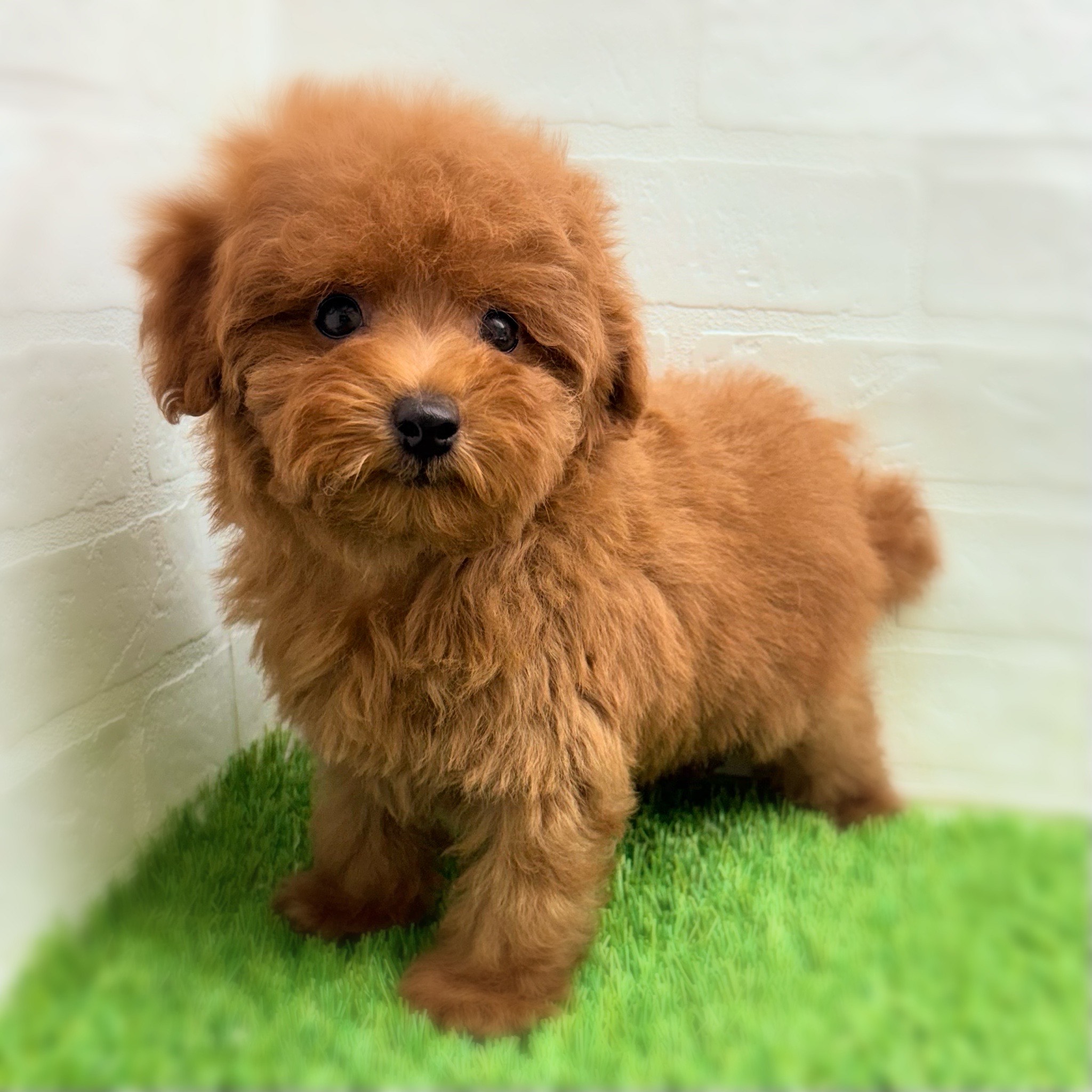 愛知県のトイプードル(トイ) (ワンニャンハウス日進香久山店/2025年9月12日生まれ/男の子/レッド)の子犬の2枚目の画像