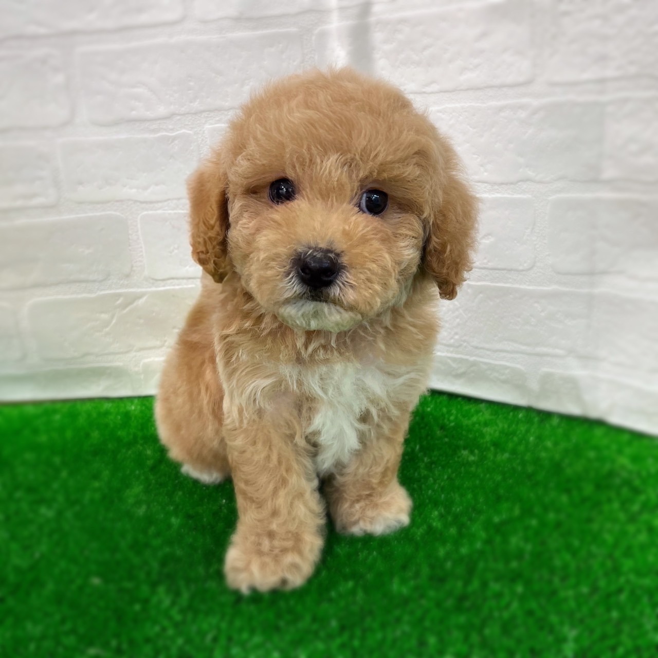 愛知県のハーフ犬・ミックス犬 (ワンニャンハウス日進香久山店/2026年2月22日生まれ/男の子/レッドホワイト)の子犬の1枚目の画像