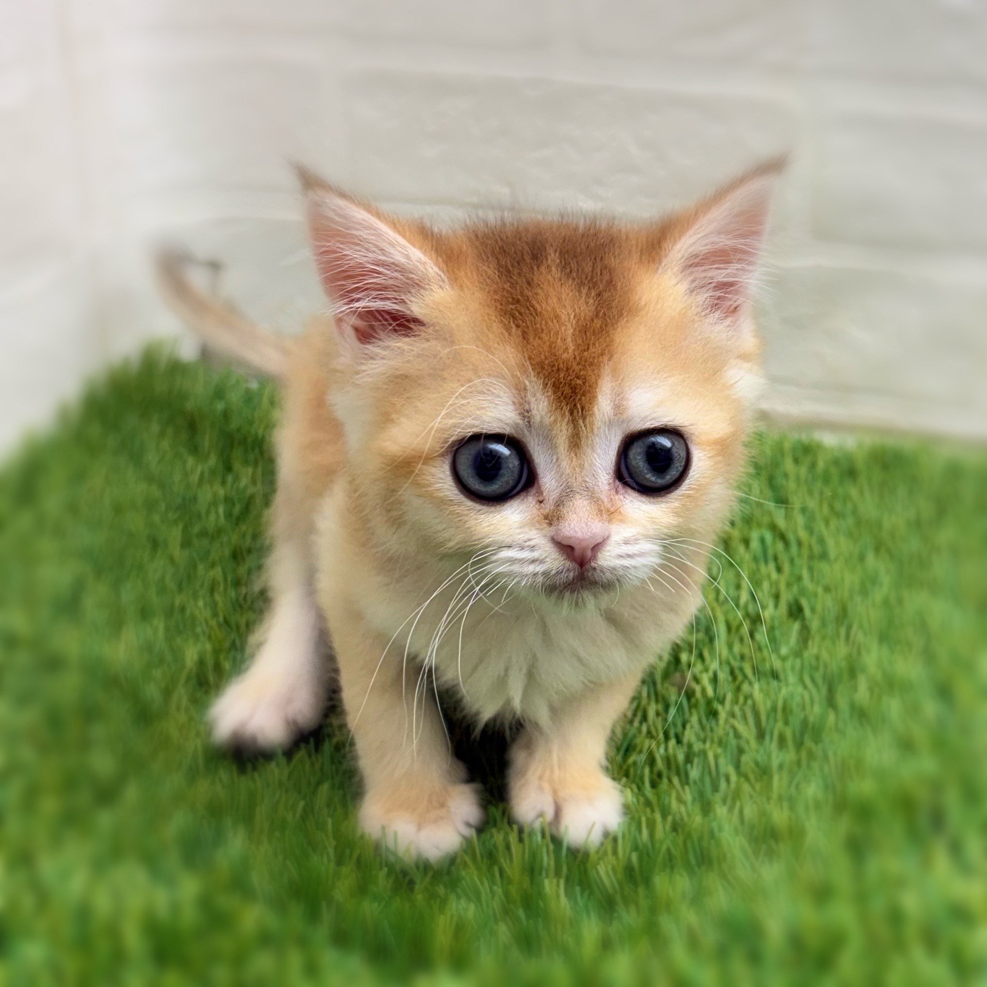 愛知県のブリティッシュショートヘアー (ワンニャンハウス日進香久山店/2025年11月27日生まれ/男の子/シェーデットゴールデン)の子猫の4枚目の画像