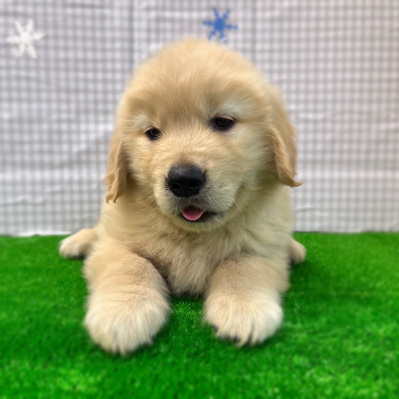 愛知県のゴールデンレトリバー (ワンニャンハウス日進香久山店/2026年2月22日生まれ/女の子/ゴールデン)の子犬の2枚目の画像