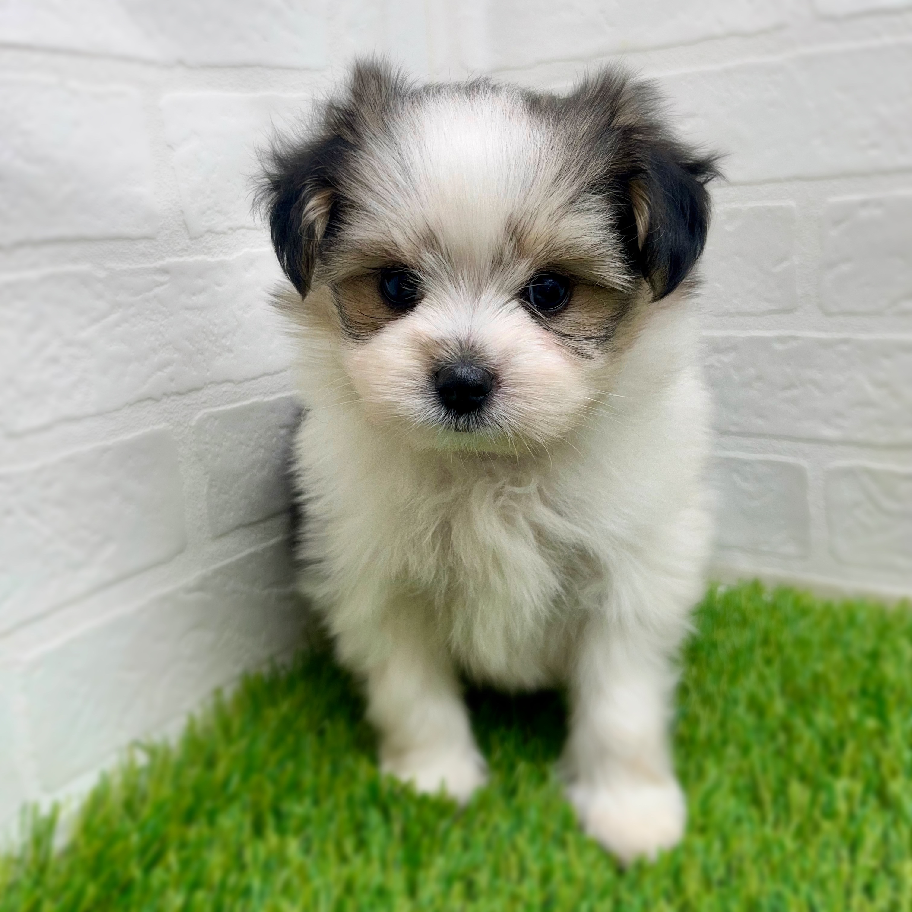 愛知県のハーフ犬・ミックス犬 (ワンニャンハウス日進香久山店/2025年8月18日生まれ/男の子/フォーンホワイト)の子犬の1枚目の画像