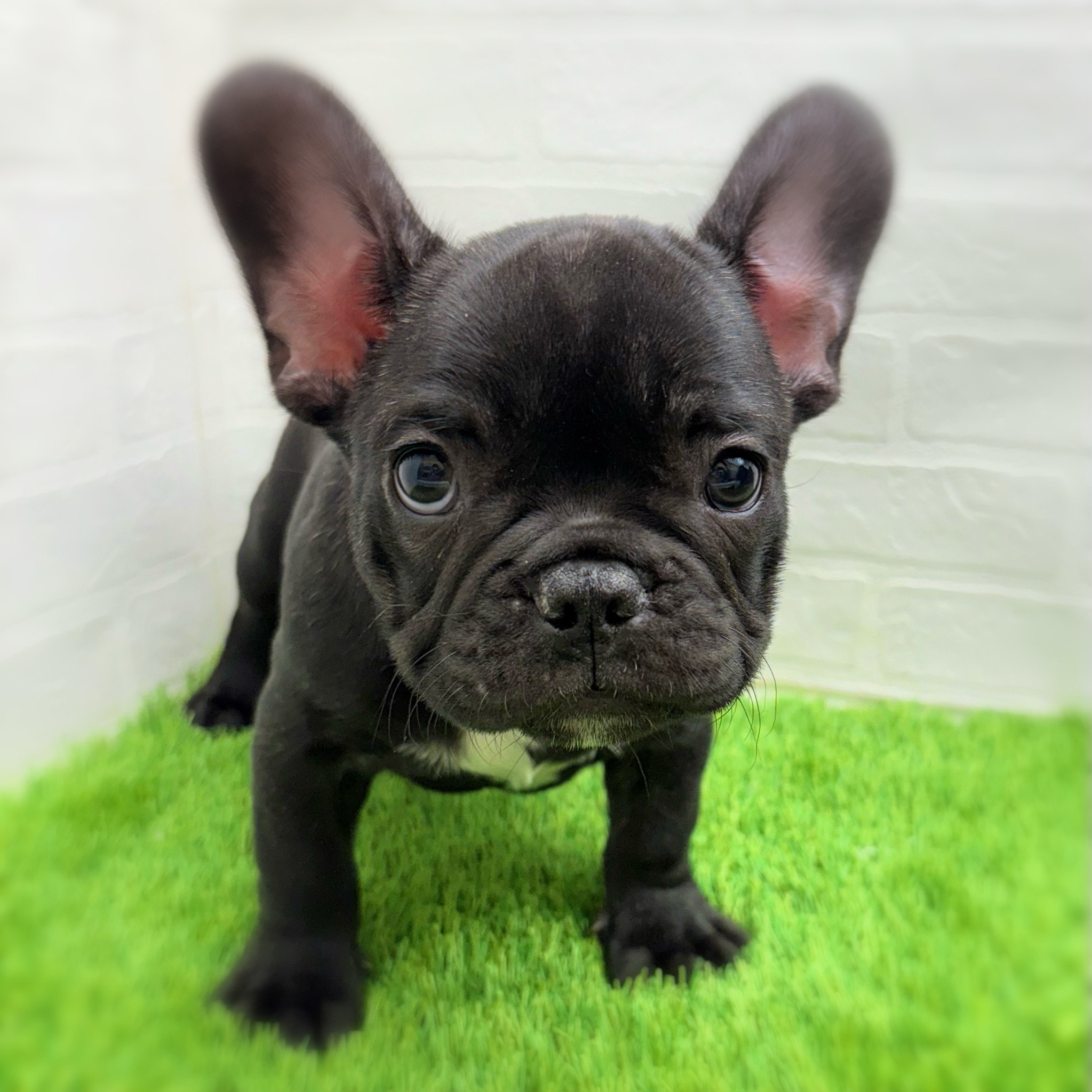愛知県のフレンチブルドッグ (ワンニャンハウス日進香久山店/2025年10月15日生まれ/男の子/ブリンドル)の子犬の1枚目の画像