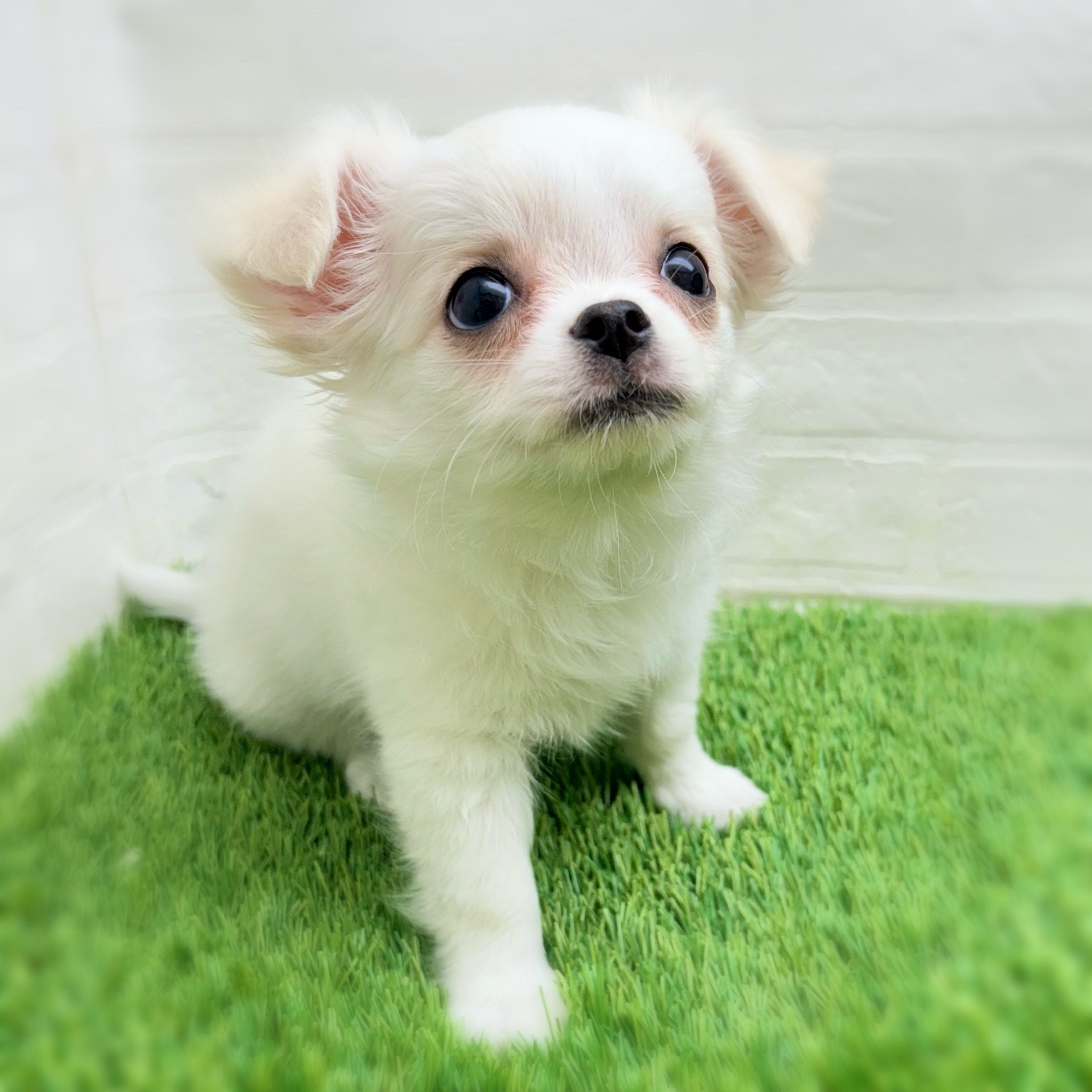 愛知県のチワワ(ロング) (ワンニャンハウス日進香久山店/2025年9月16日生まれ/女の子/クリーム)の子犬の2枚目の画像