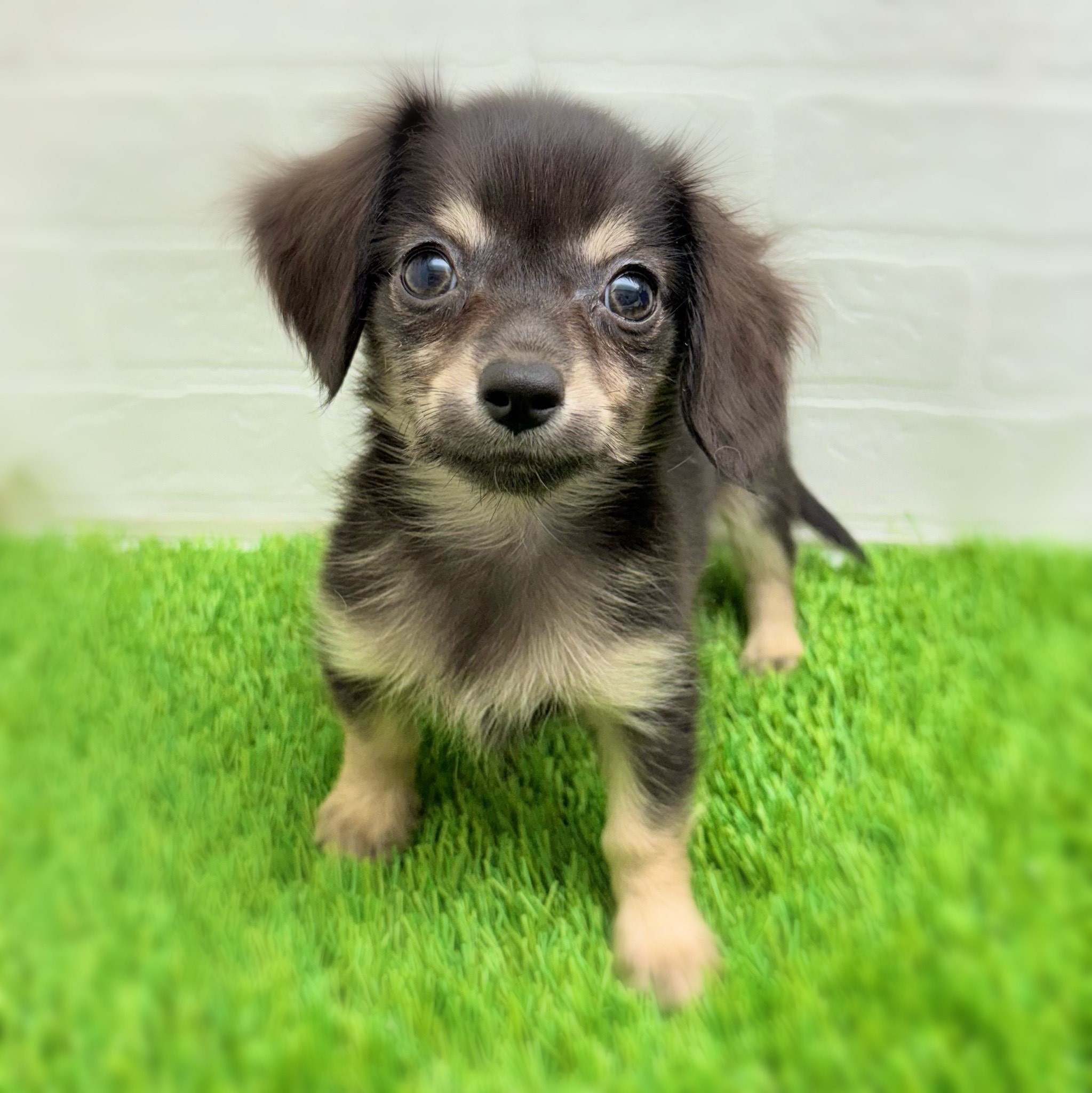愛知県のハーフ犬・ミックス犬 (ワンニャンハウス日進香久山店/2025年7月28日生まれ/男の子/ブラッククリーム)の子犬の2枚目の画像