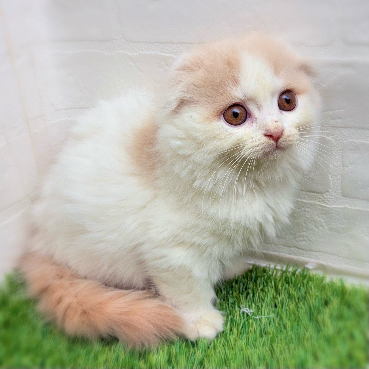 愛知県のスコティッシュフォールド (ワンニャンハウス津島店/2025年10月6日生まれ/男の子/クリームタビーホワイト)の子猫の2枚目の画像