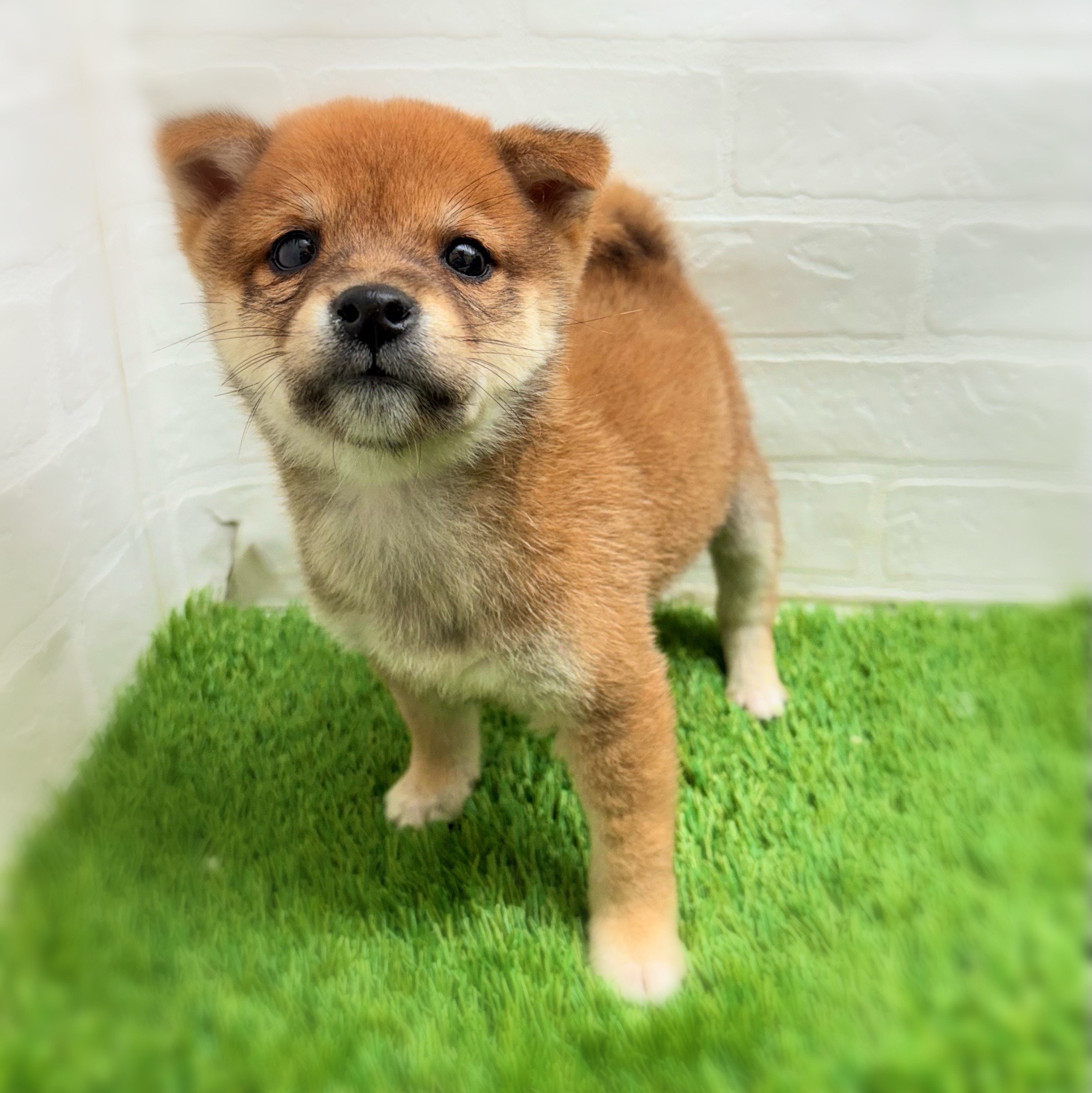 愛知県の豆柴 (ワンニャンハウス日進香久山店/2025年11月12日生まれ/男の子/赤)の子犬の1枚目の画像