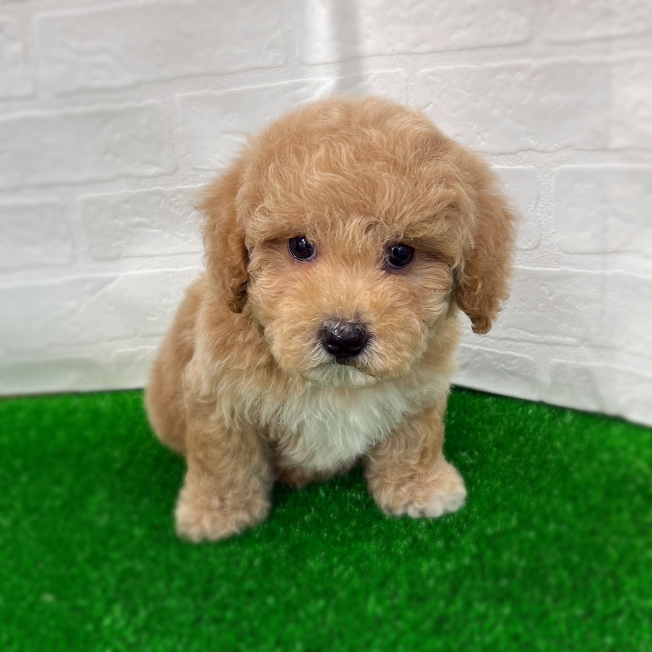 愛知県のハーフ犬・ミックス犬 (ワンニャンハウス日進香久山店/2026年2月22日生まれ/男の子/レッドホワイト)の子犬の2枚目の画像