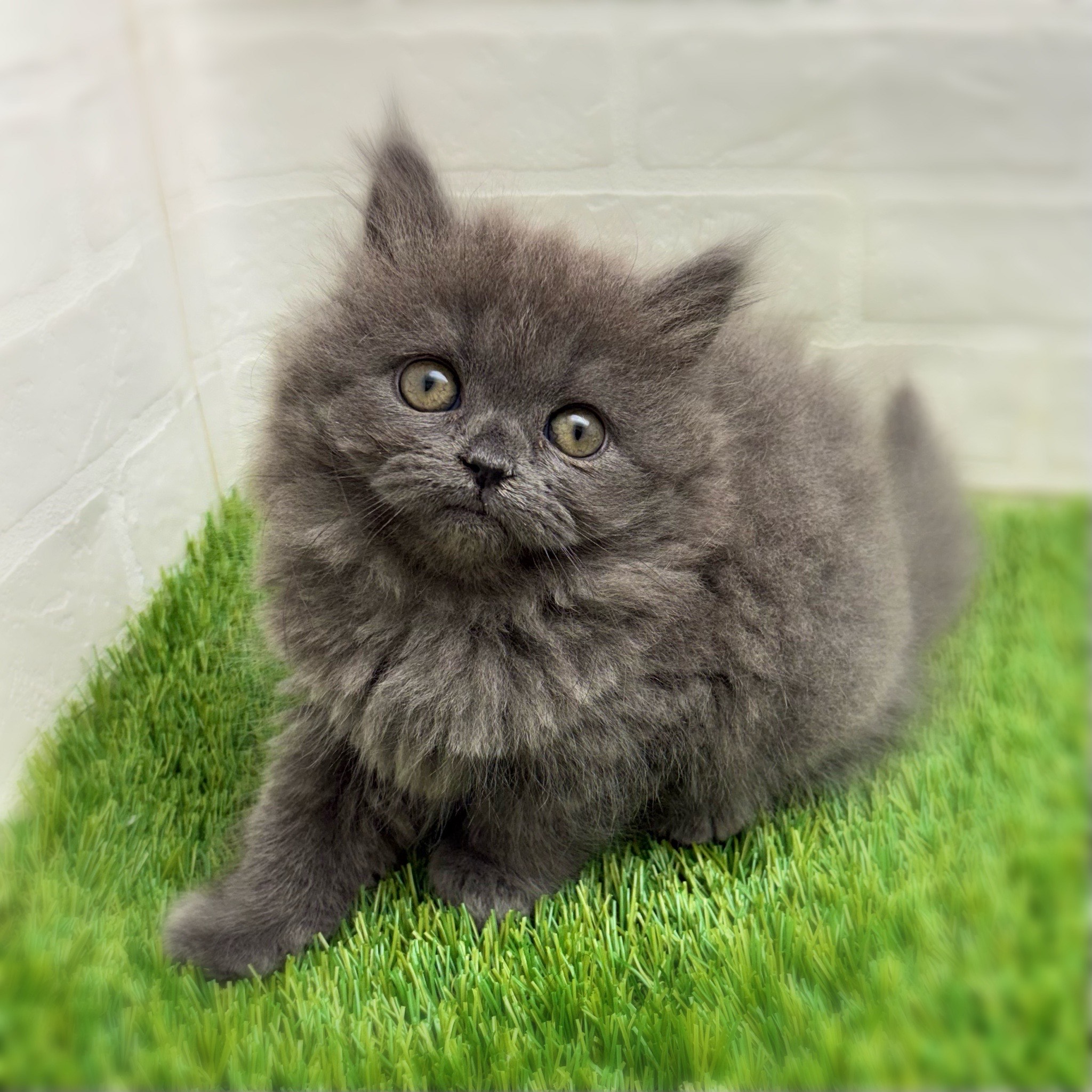 愛知県のブリティッシュロングヘアー (ワンニャンハウス日進香久山店/2025年12月3日生まれ/女の子/ブルー)の子猫の1枚目の画像