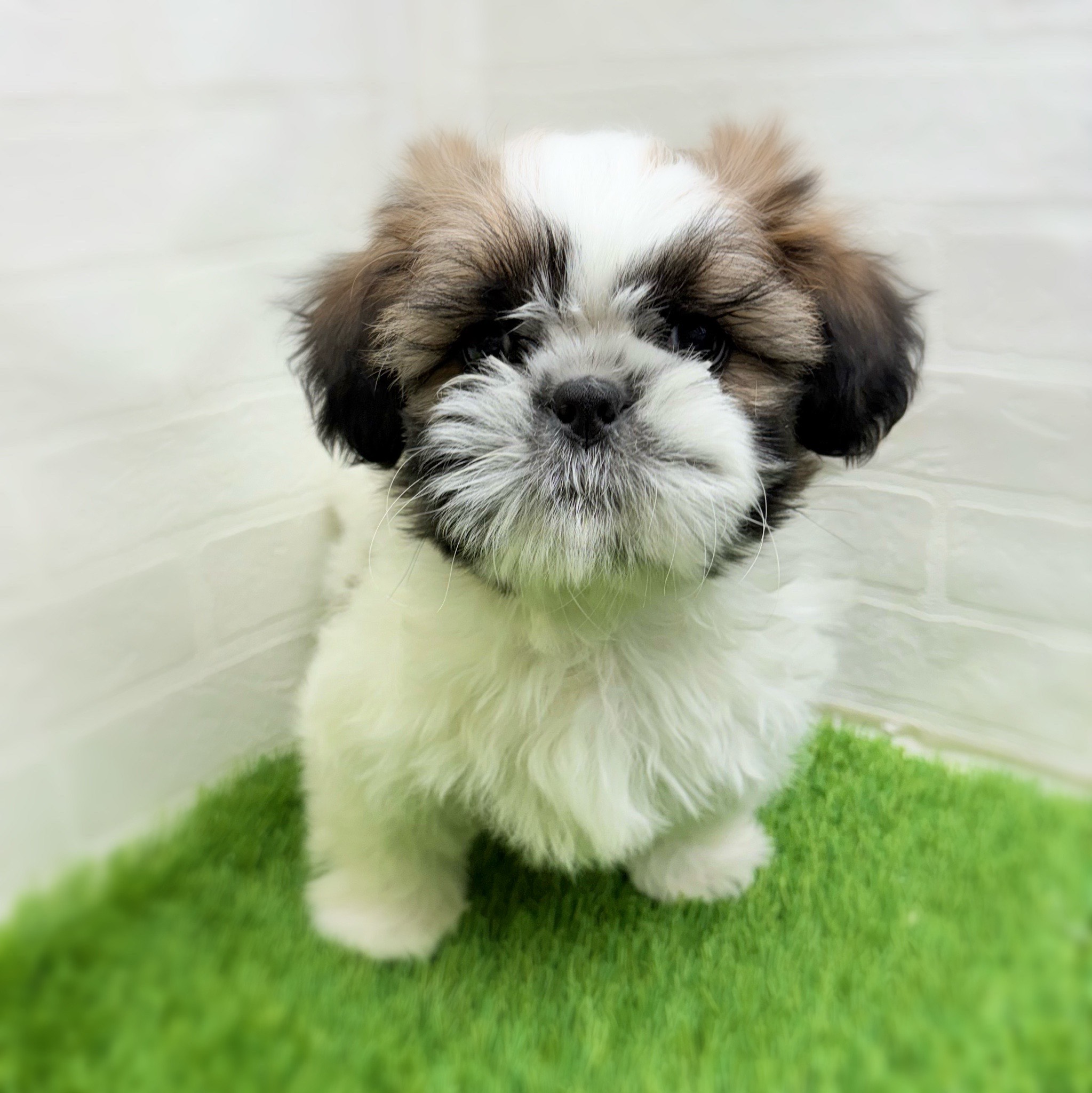 愛知県のシーズー (ワンニャンハウス日進香久山店/2025年10月22日生まれ/男の子/ホワイトゴールド)の子犬の2枚目の画像