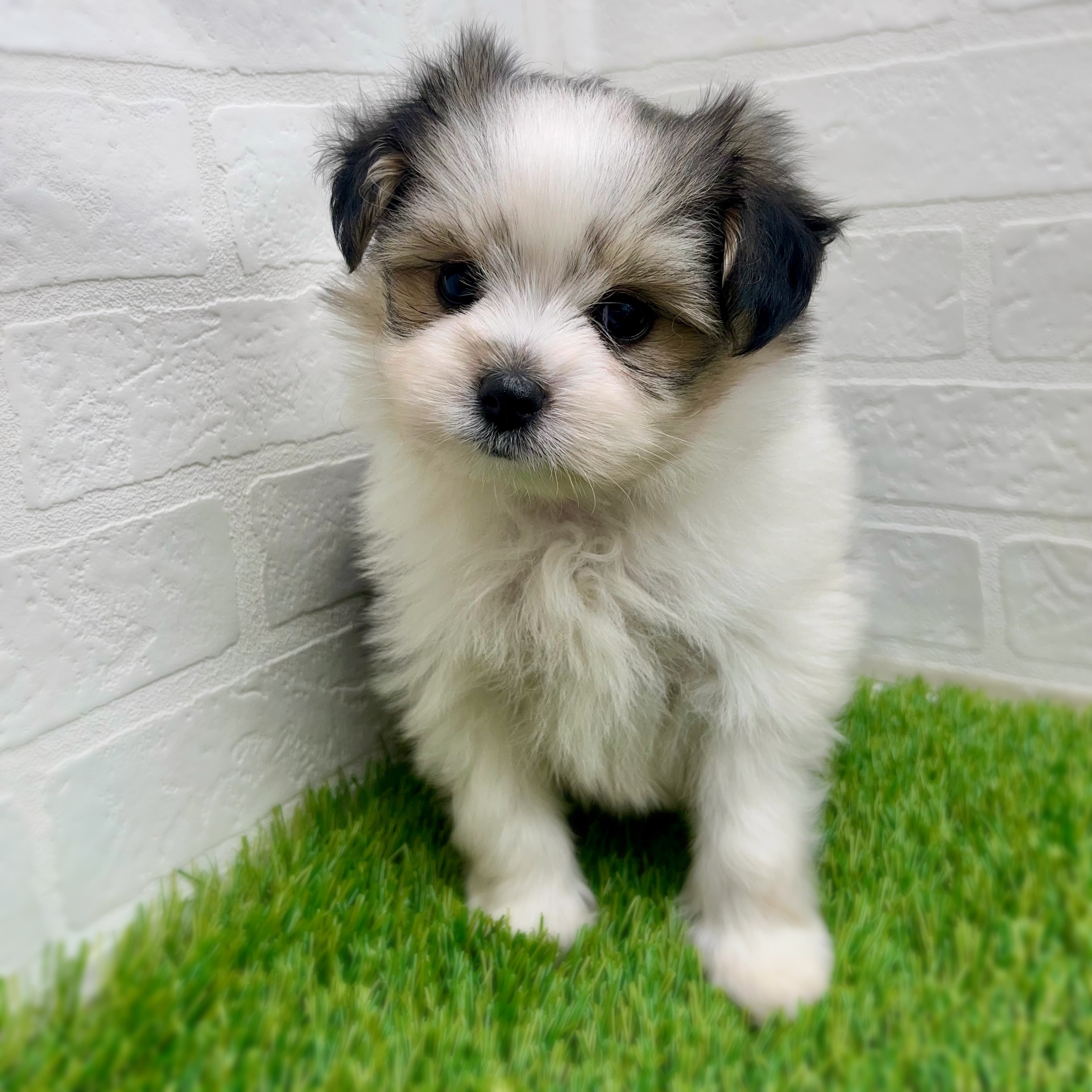 愛知県のハーフ犬・ミックス犬 (ワンニャンハウス日進香久山店/2025年8月18日生まれ/男の子/フォーンホワイト)の子犬の2枚目の画像