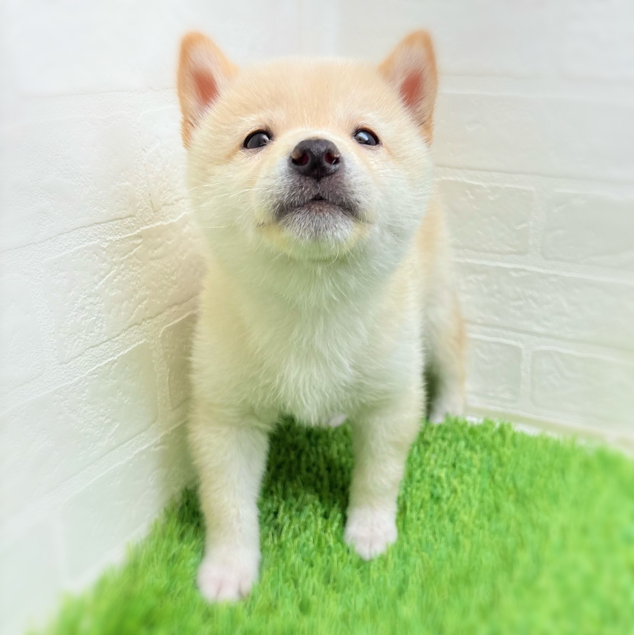 愛知県の豆柴 (ワンニャンハウス日進香久山店/2025年10月18日生まれ/男の子/白)の子犬の2枚目の画像