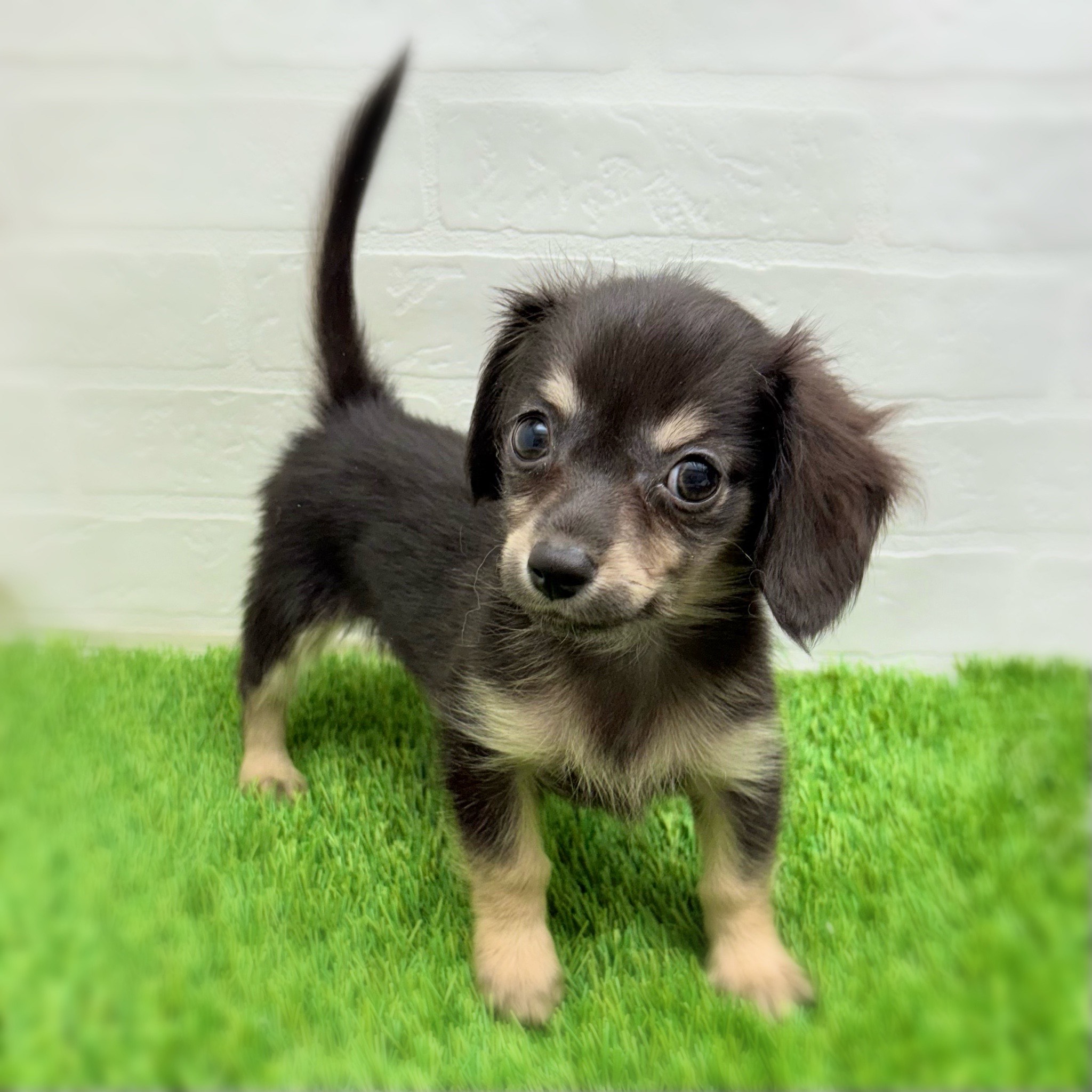 愛知県のハーフ犬・ミックス犬 (ワンニャンハウス日進香久山店/2025年7月28日生まれ/男の子/ブラッククリーム)の子犬の3枚目の画像