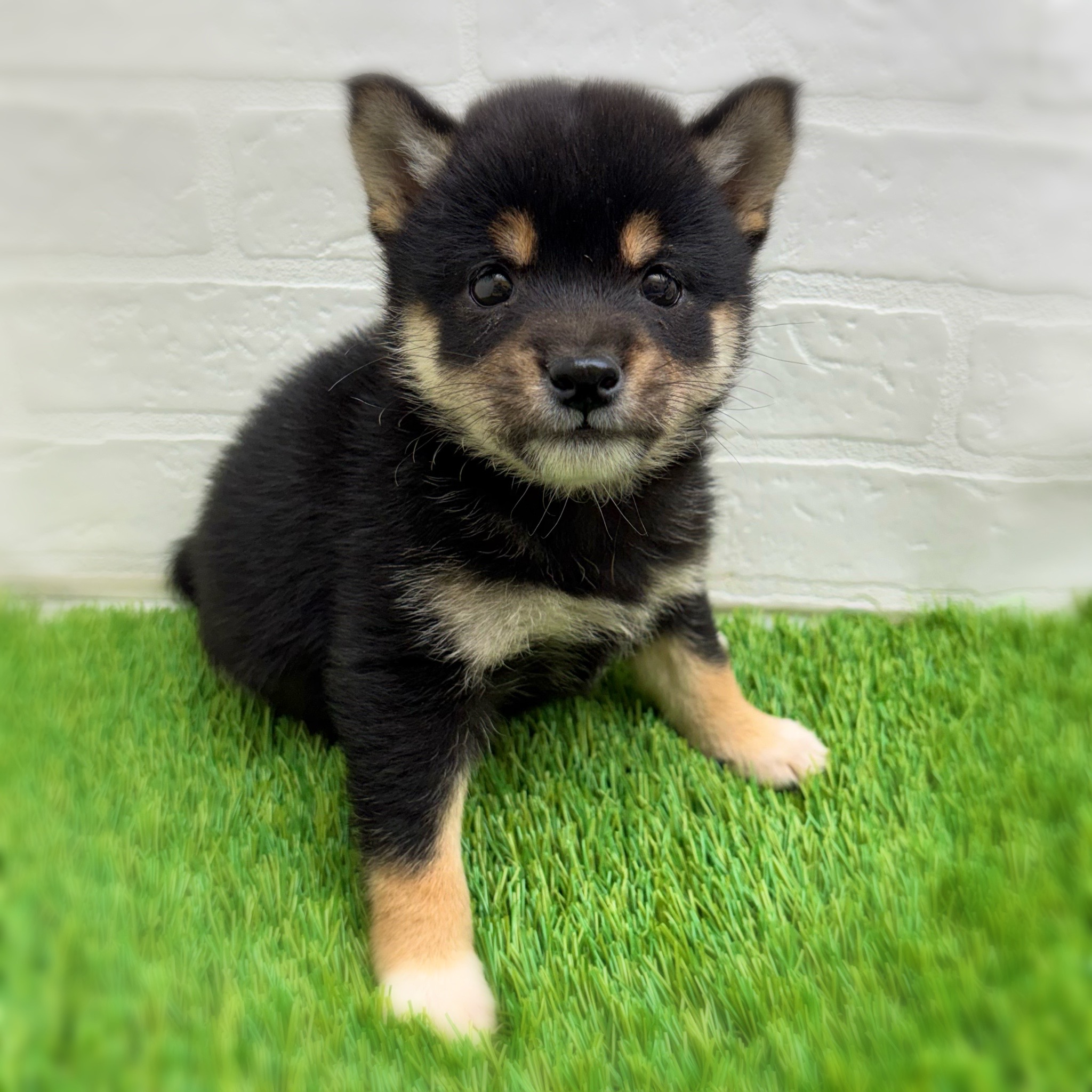 愛知県の豆柴 (ワンニャンハウス日進香久山店/2026年1月28日生まれ/女の子/黒)の子犬の1枚目の画像