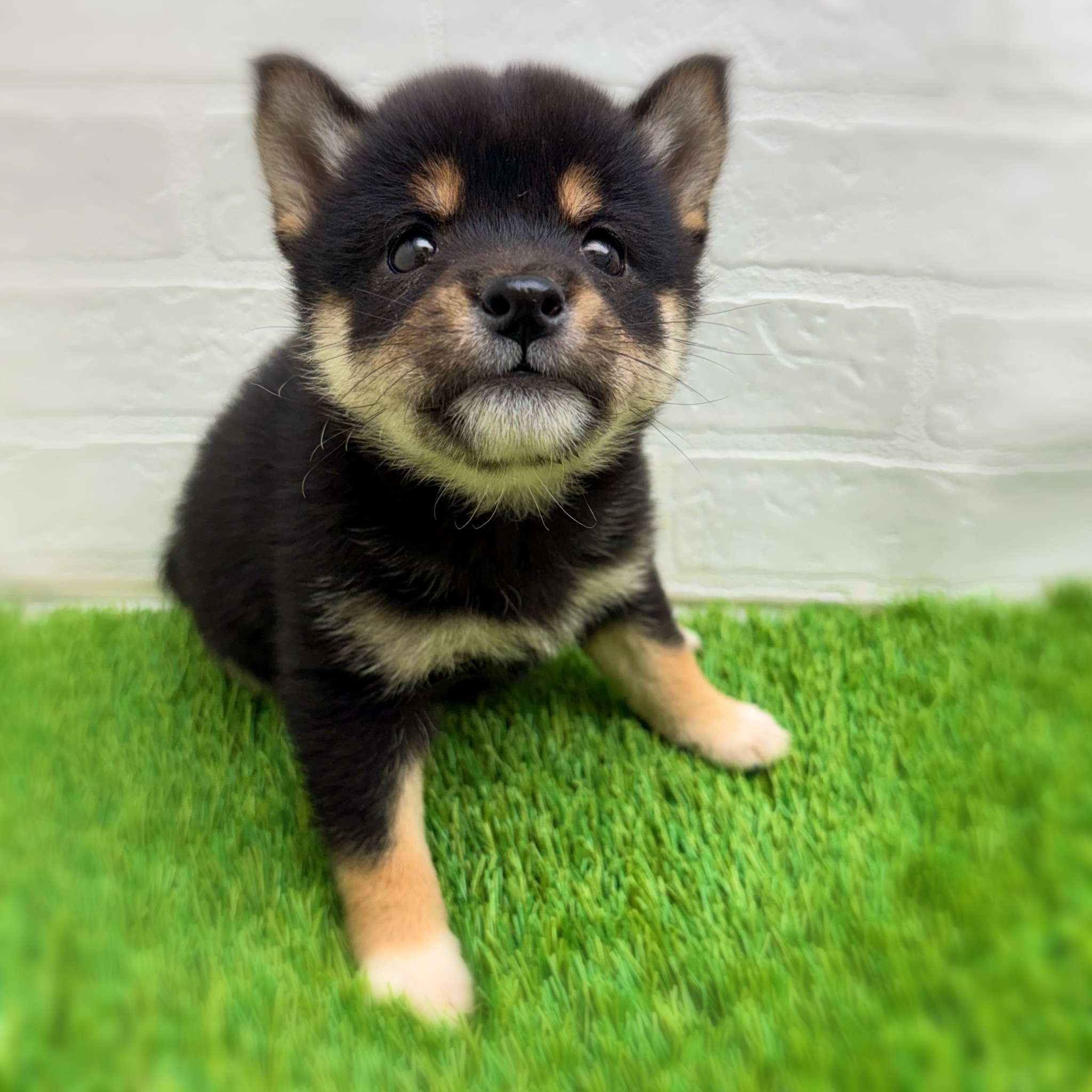 愛知県の豆柴 (ワンニャンハウス日進香久山店/2026年1月28日生まれ/女の子/黒)の子犬の3枚目の画像