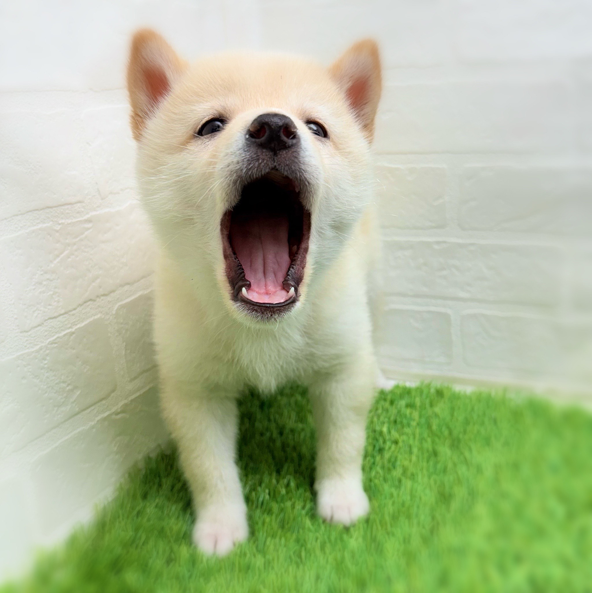 愛知県の豆柴 (ワンニャンハウス日進香久山店/2025年10月18日生まれ/男の子/白)の子犬の3枚目の画像