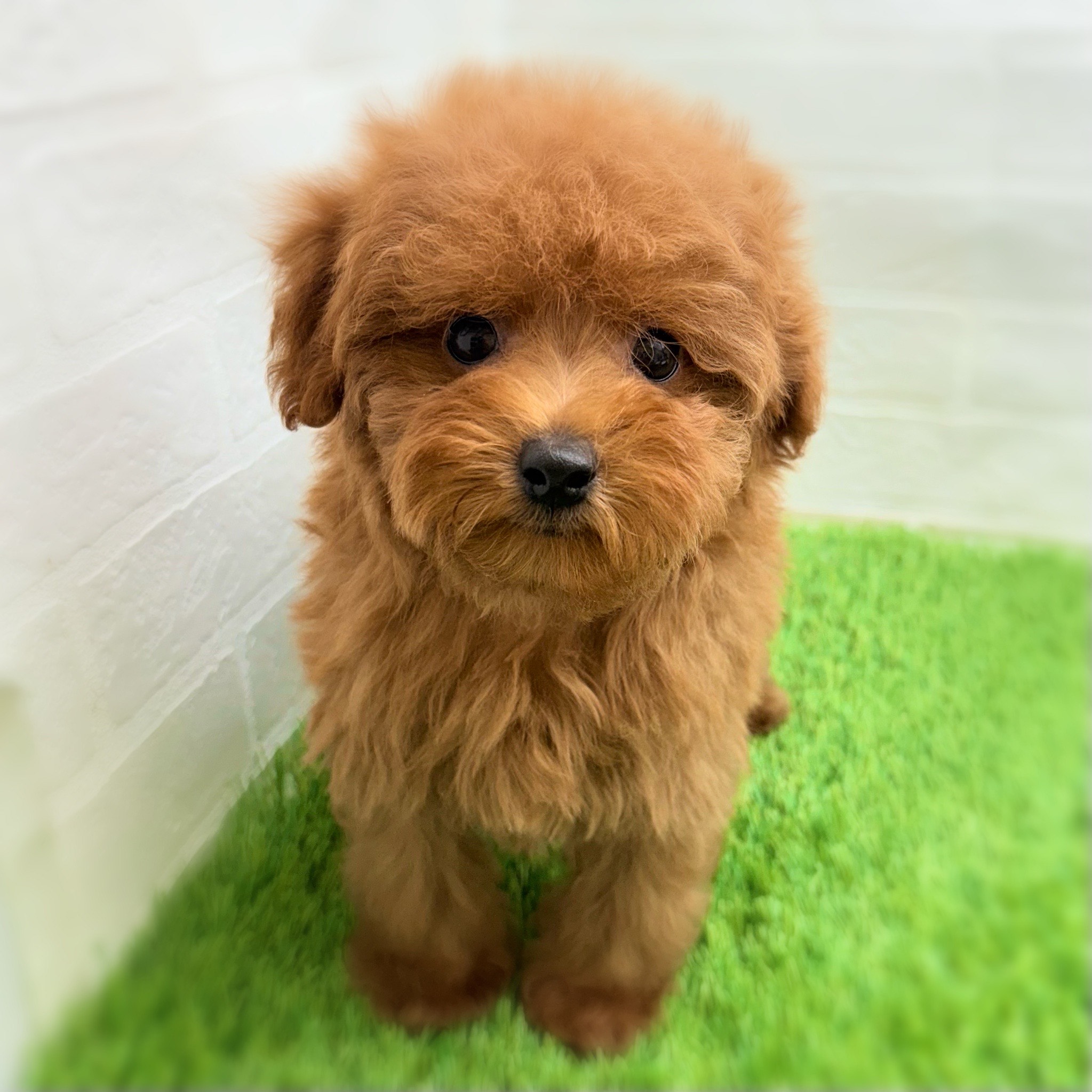 愛知県のトイプードル(トイ) (ワンニャンハウス日進香久山店/2025年9月12日生まれ/男の子/レッド)の子犬の1枚目の画像