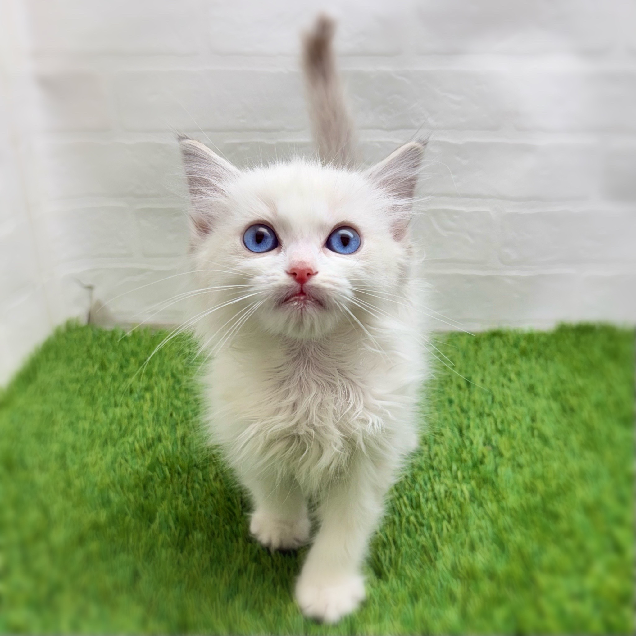 2025年12月25日生まれのラグドール