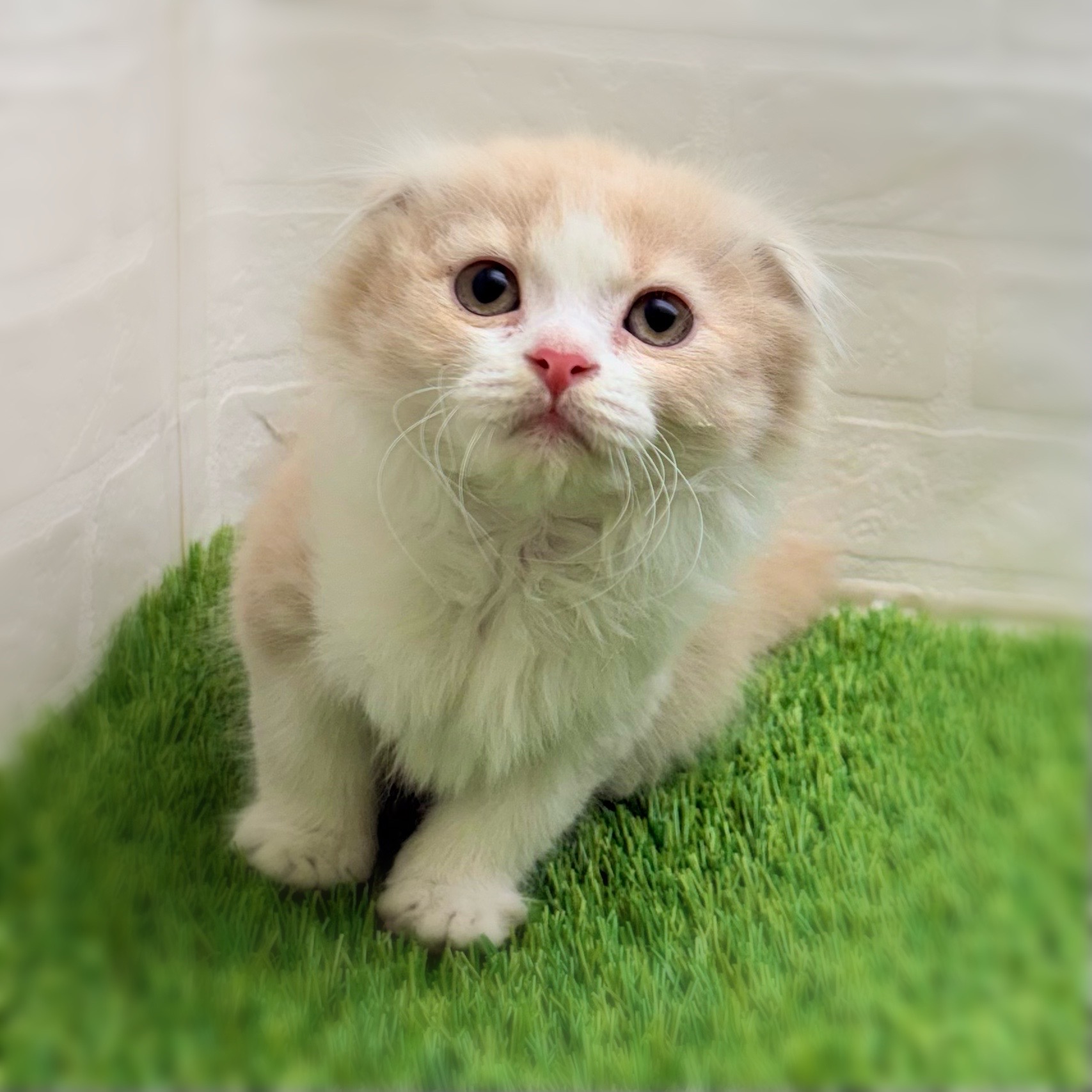 2026年1月23日生まれのスコティッシュフォールド