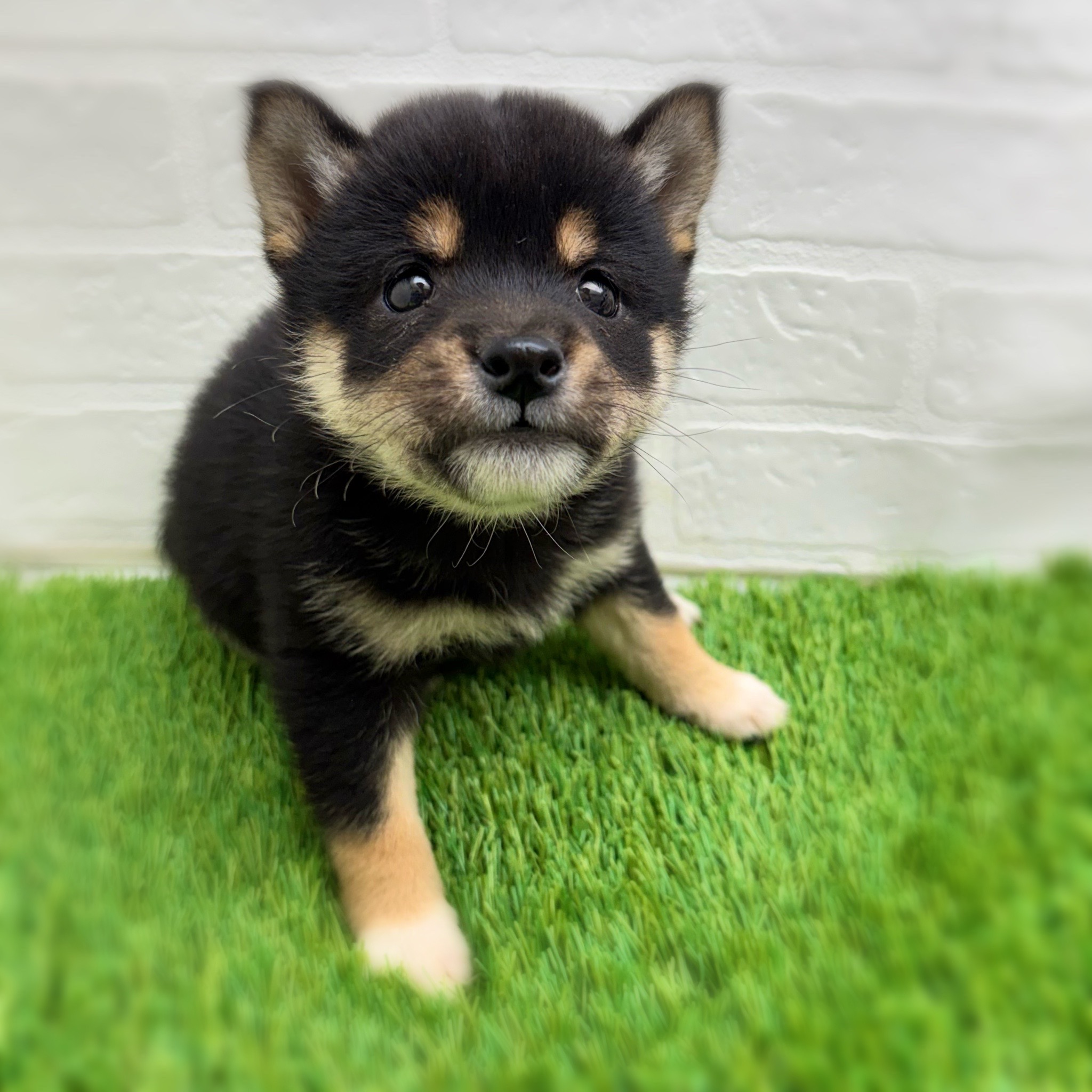 愛知県の豆柴 (ワンニャンハウス日進香久山店/2026年1月28日生まれ/女の子/黒)の子犬の2枚目の画像