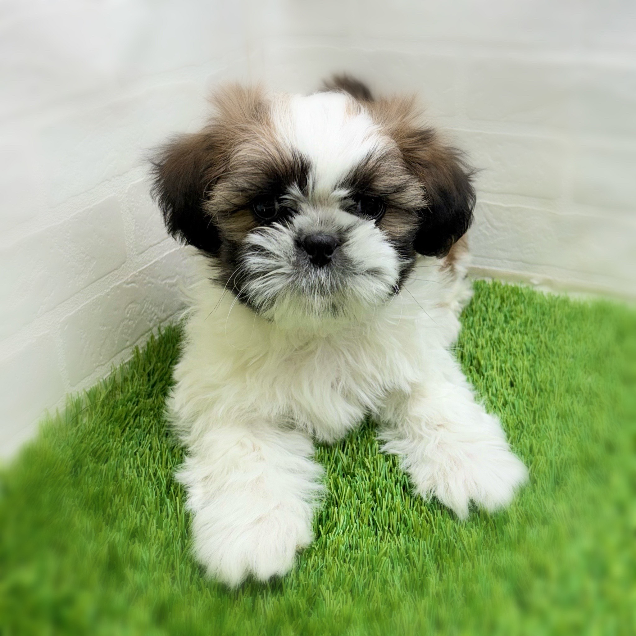 愛知県のシーズー (ワンニャンハウス日進香久山店/2025年10月22日生まれ/男の子/ホワイトゴールド)の子犬の3枚目の画像