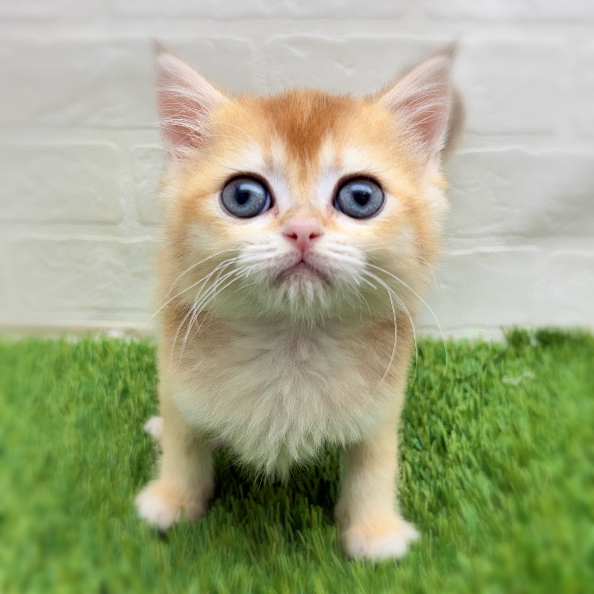 愛知県のブリティッシュショートヘアー (ワンニャンハウス日進香久山店/2025年11月27日生まれ/男の子/シェーデットゴールデン)の子猫の1枚目の画像
