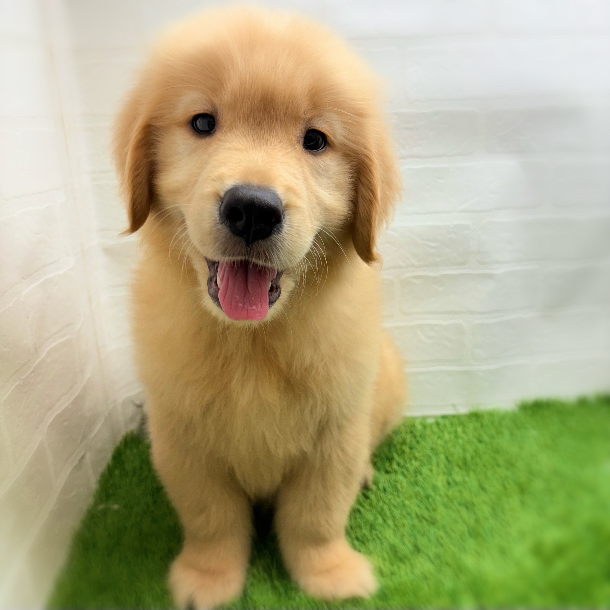 愛知県のゴールデンレトリバー (ワンニャンハウス日進香久山店/2025年9月8日生まれ/男の子/ゴールデン)の子犬の2枚目の画像