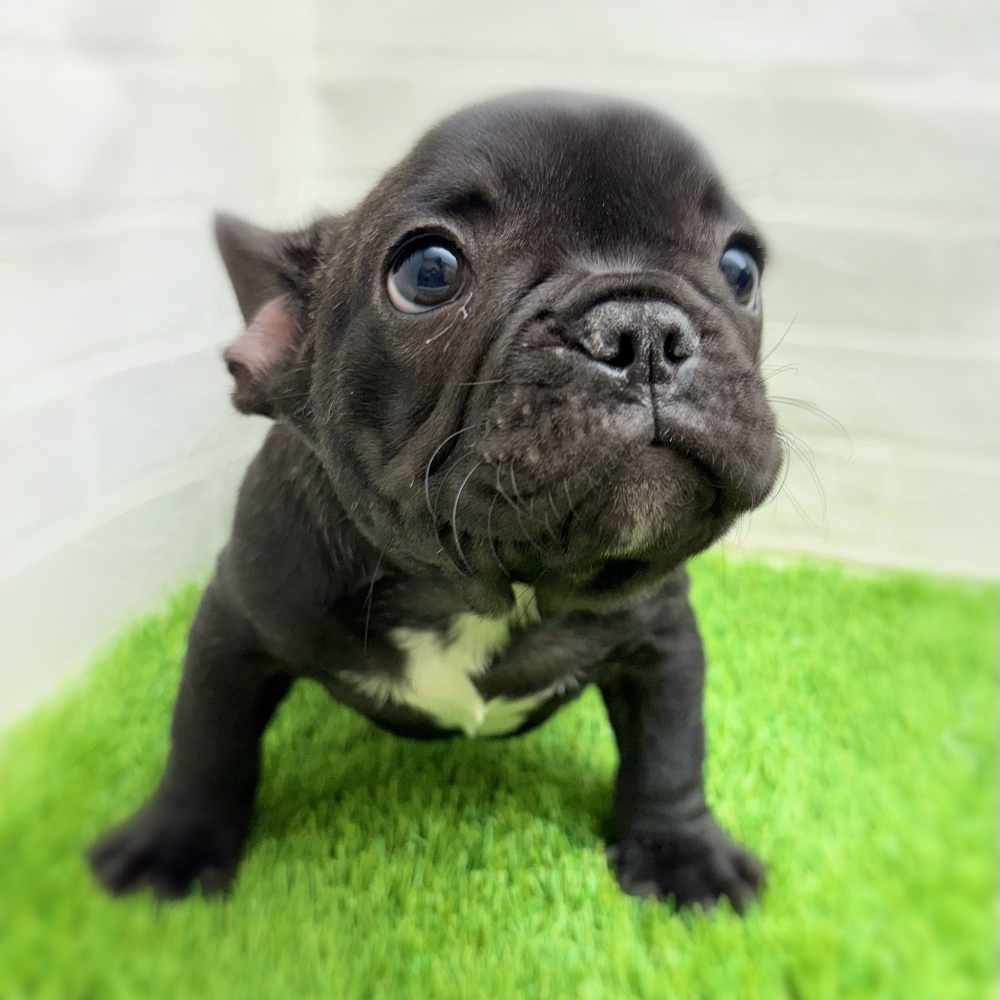 愛知県のフレンチブルドッグ (ワンニャンハウス日進香久山店/2025年10月15日生まれ/男の子/ブリンドル)の子犬の3枚目の画像