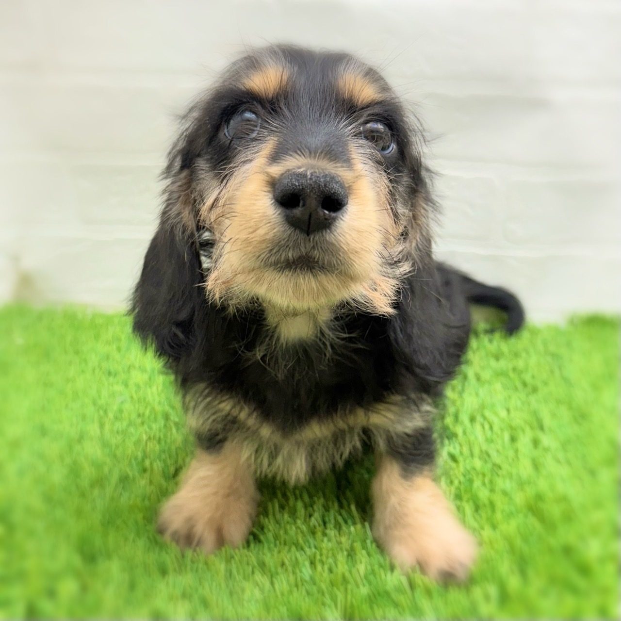 愛知県のミニチュアダックスフンド(ロング) (ワンニャンハウス日進香久山店/2025年9月18日生まれ/男の子/ブラックイエロー)の子犬の2枚目の画像