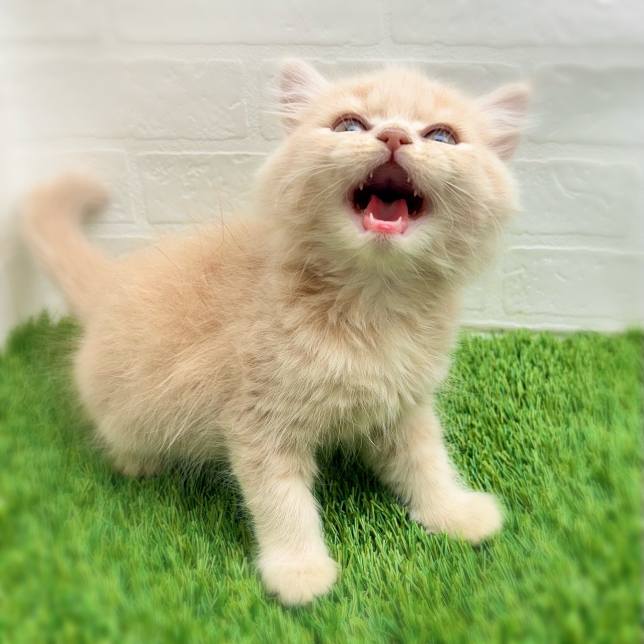 愛知県のスコティッシュフォールド (ワンニャンハウス日進香久山店/2025年9月17日生まれ/男の子/クリームタビー)の子猫の3枚目の画像