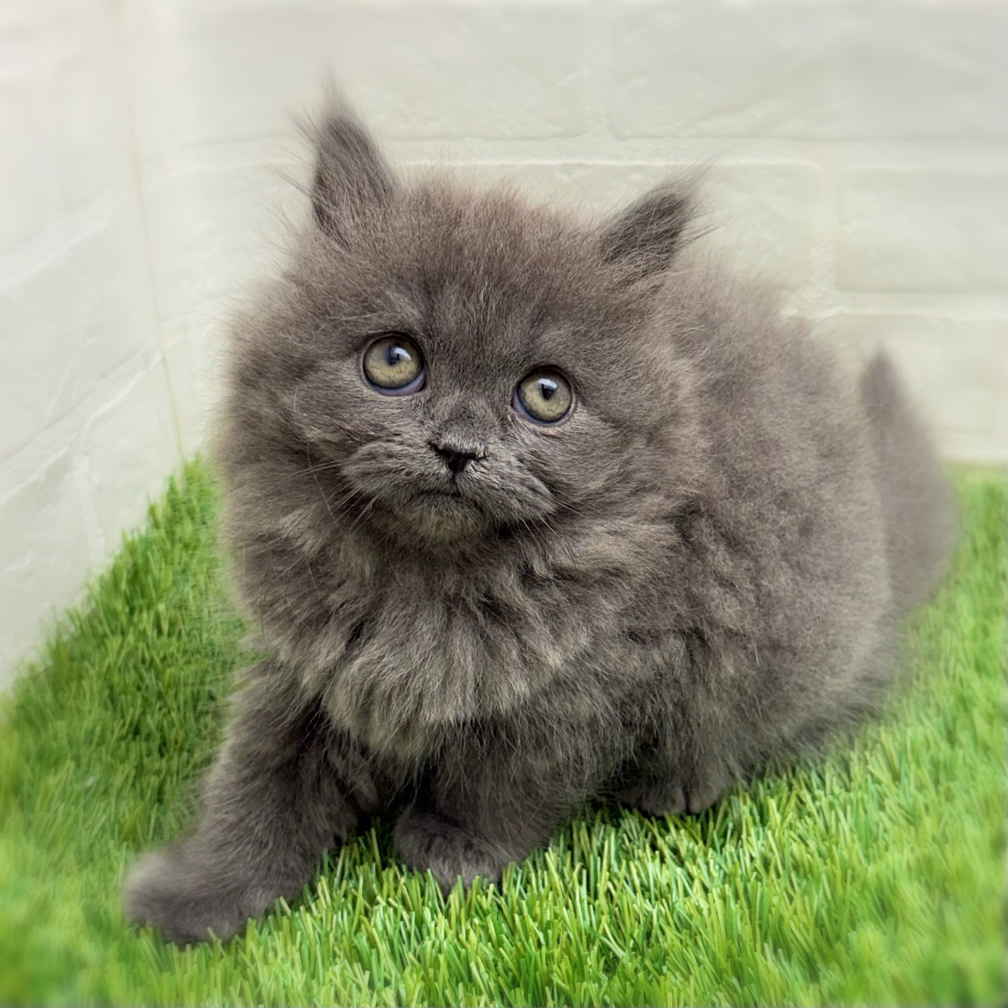 愛知県のブリティッシュロングヘアー (ワンニャンハウス日進香久山店/2025年12月3日生まれ/女の子/ブルー)の子猫の4枚目の画像