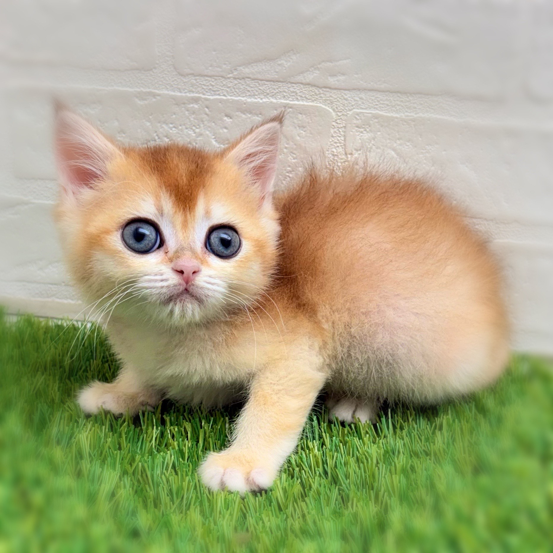 愛知県のブリティッシュショートヘアー (ワンニャンハウス日進香久山店/2025年11月27日生まれ/男の子/シェーデットゴールデン)の子猫の3枚目の画像